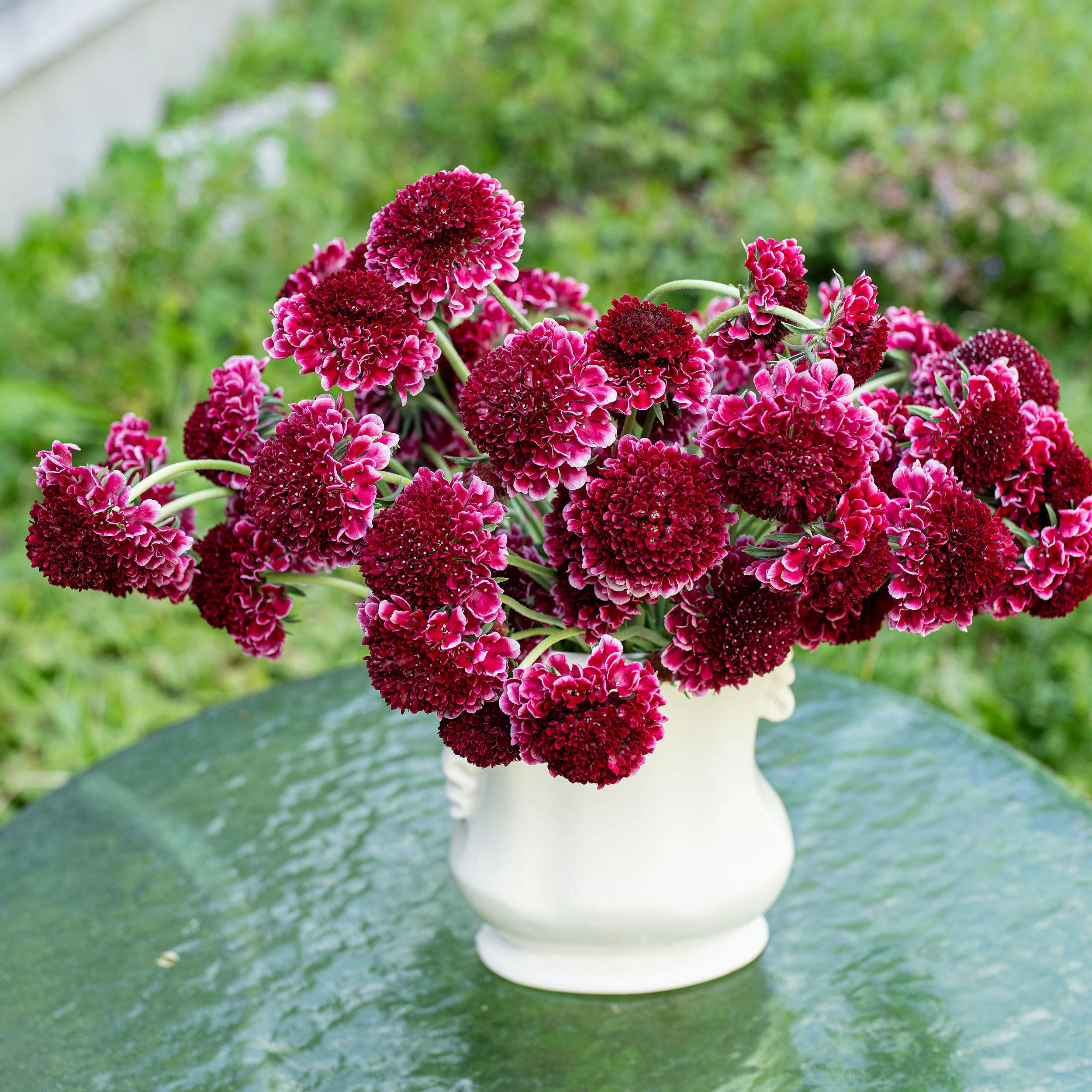Scabiosa 'SCOOP™ Raspberry Ripple' - S1 - Image 2