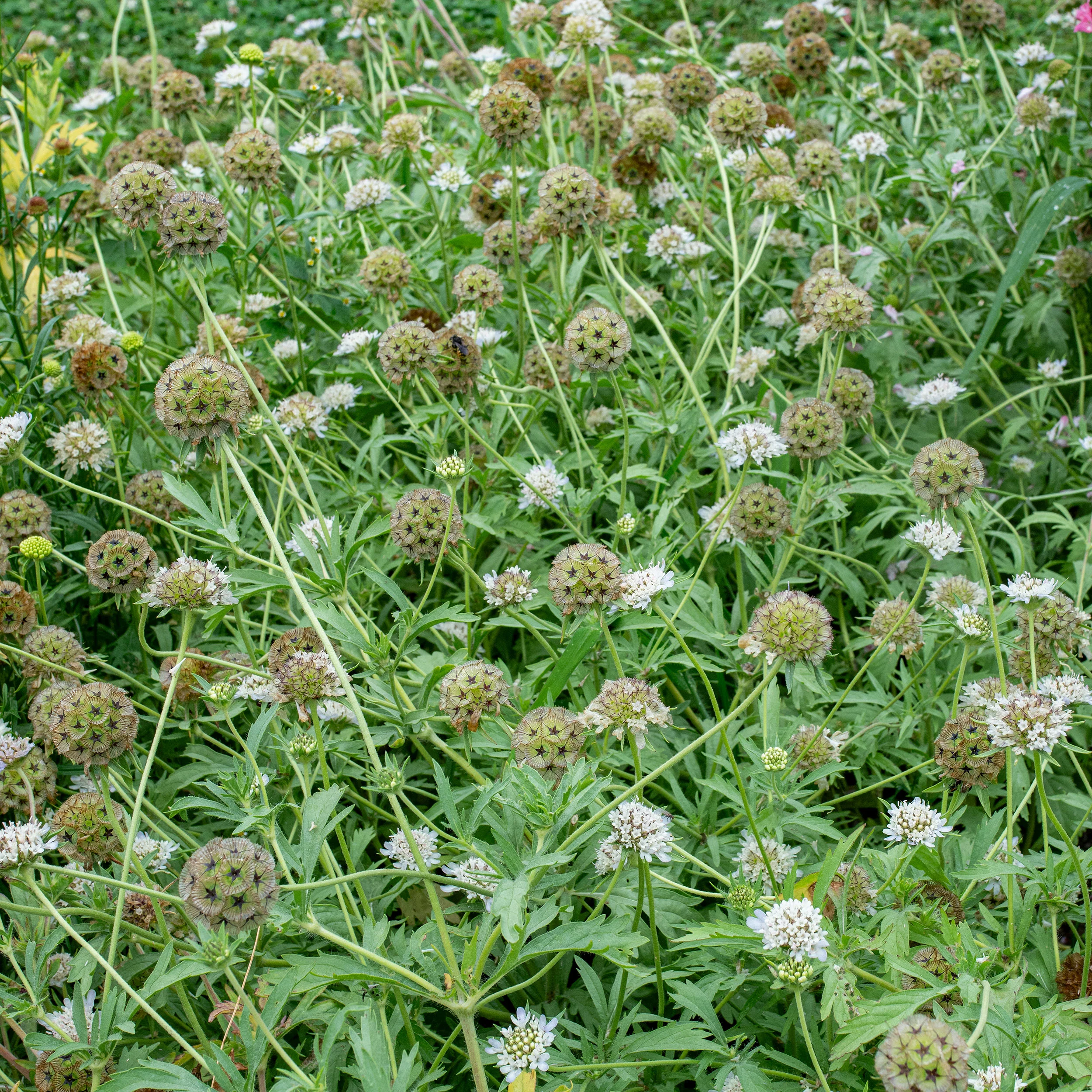 Scabiosa 'Drumsticks' - Image 2