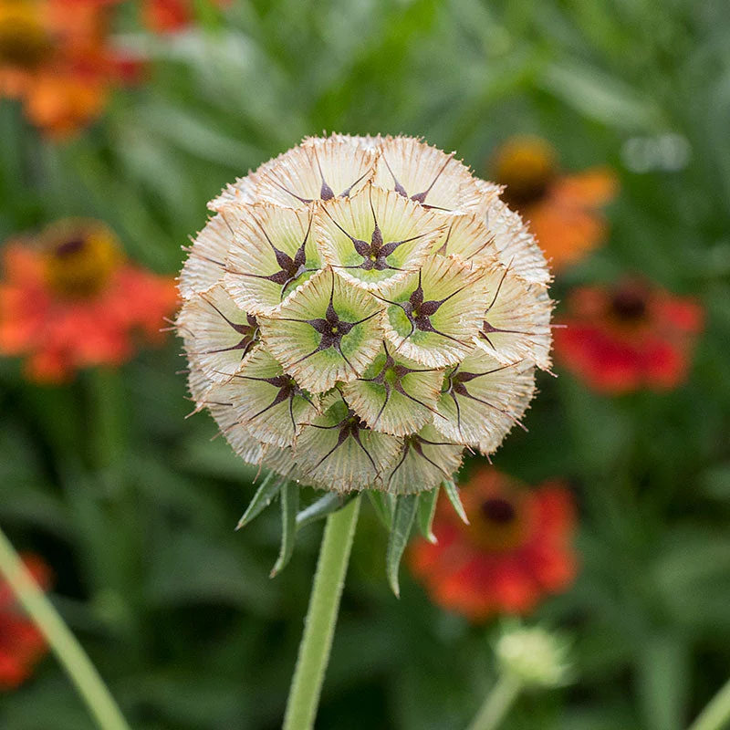 Scabiosa 'Drumsticks' - Image 3