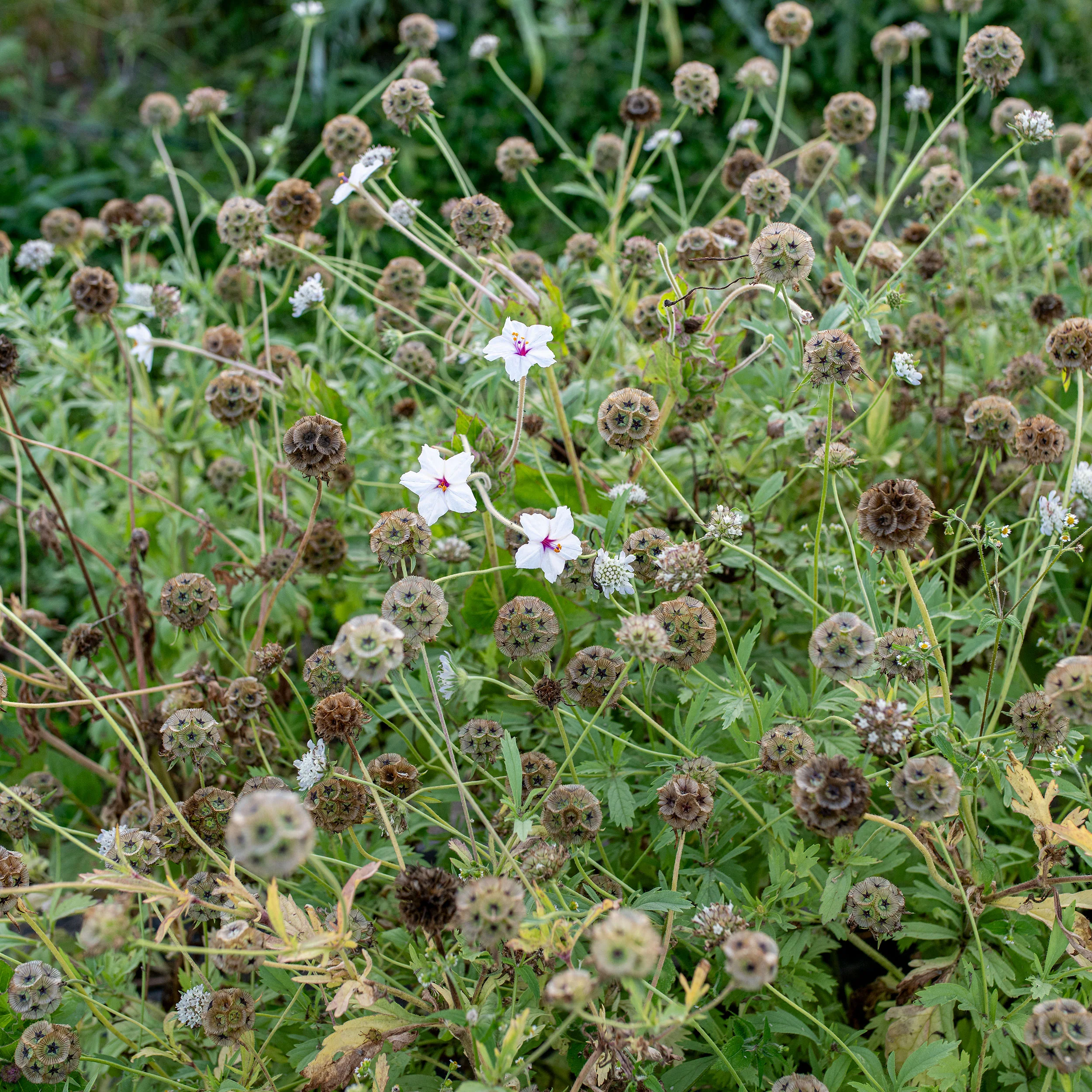 Scabiosa 'Drumsticks' - Image 4