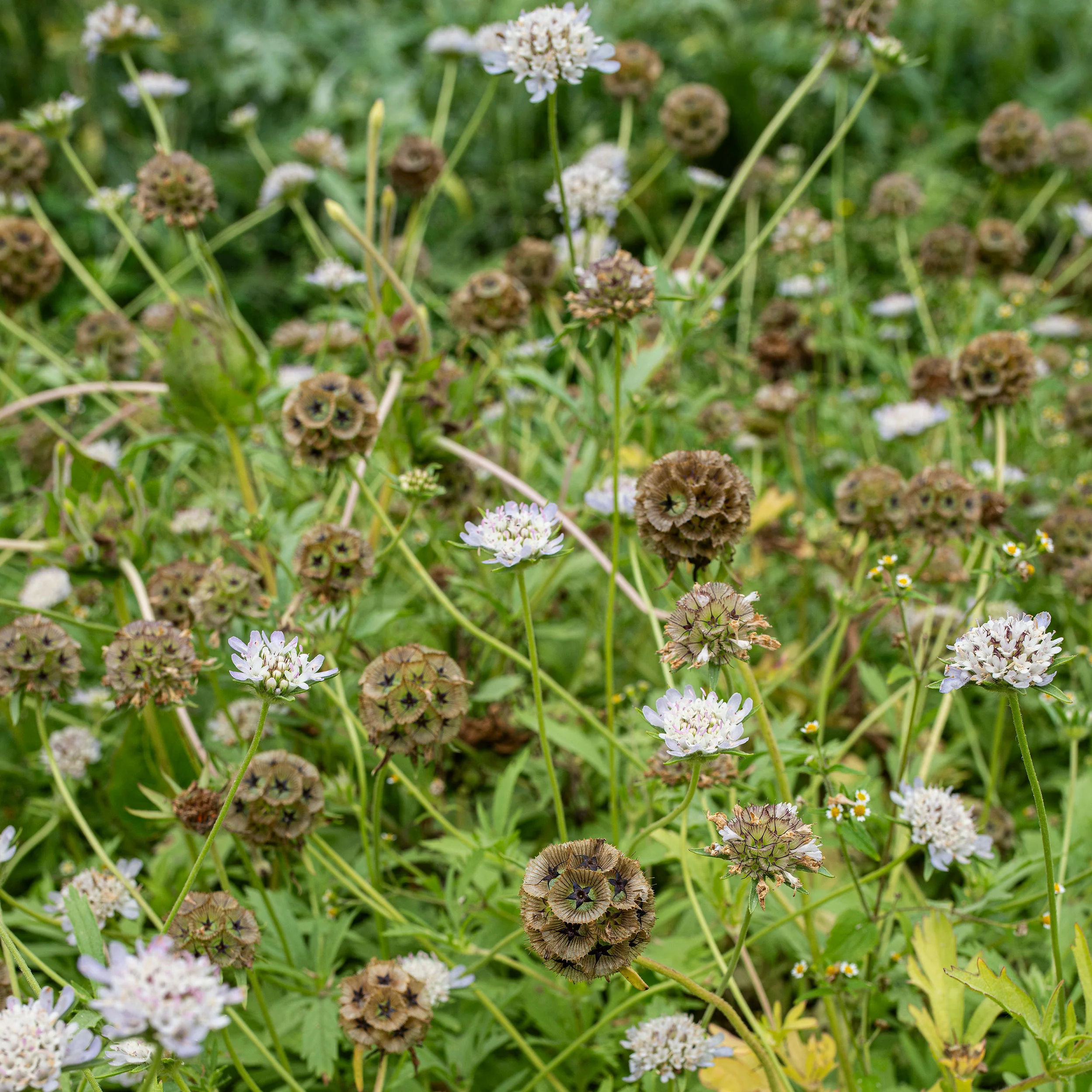 Scabiosa 'Drumsticks' - Image 5