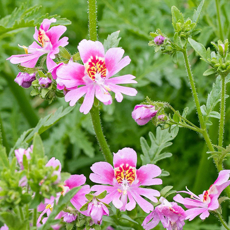 Butterfly Flower 'Dr. Badger's Mix' - Image 2