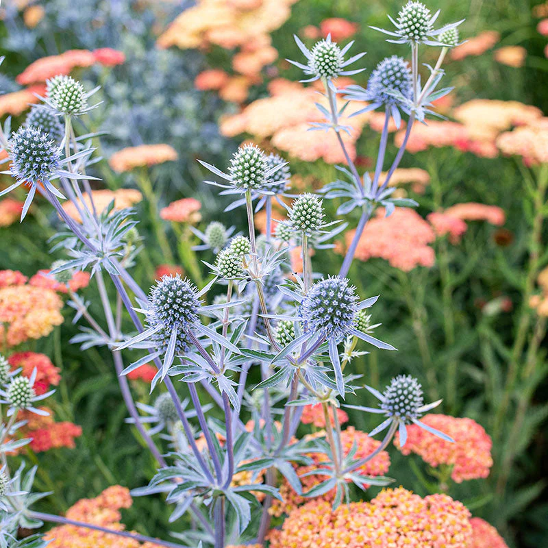 Sea Holly 'Blaukappe' - Image 2
