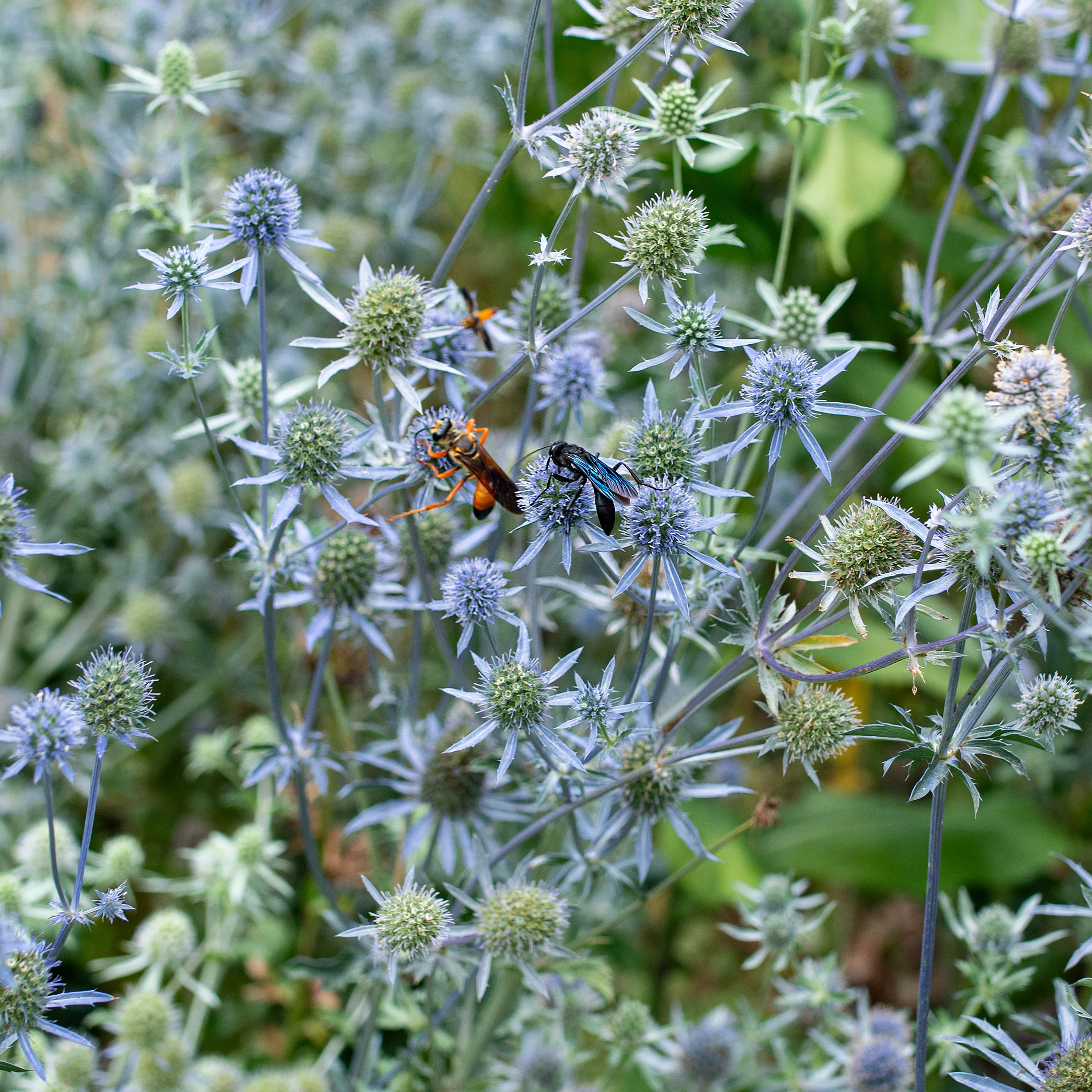 Sea Holly 'Blaukappe' - Image 3
