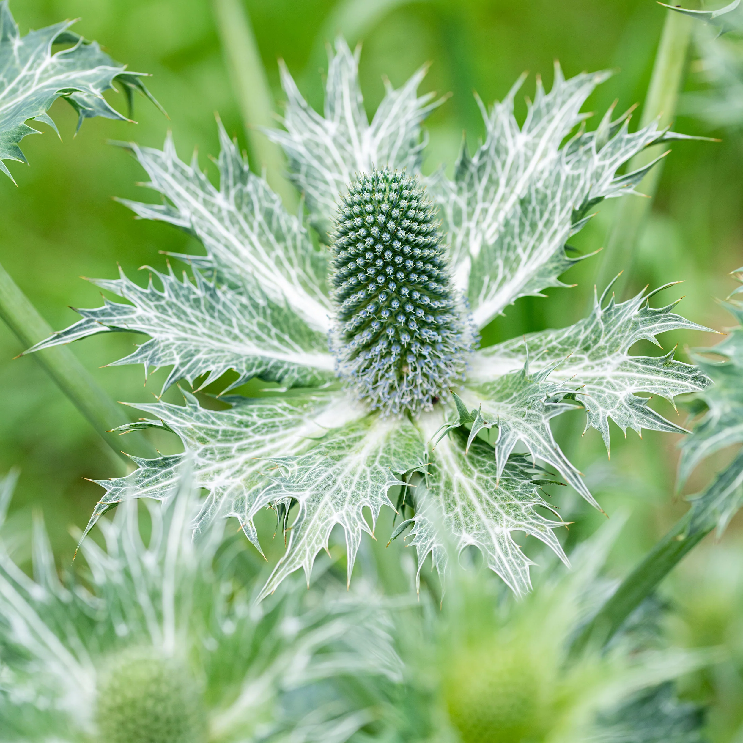 Sea Holly 'Miss Willmott's Ghost' - Image 2