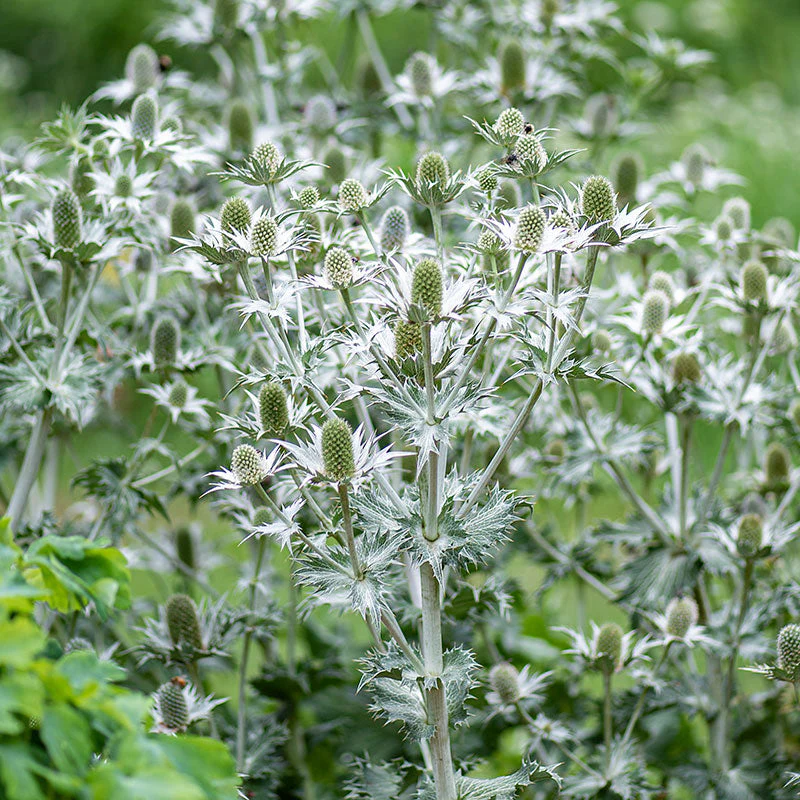 Sea Holly 'Miss Willmott's Ghost' - Image 3