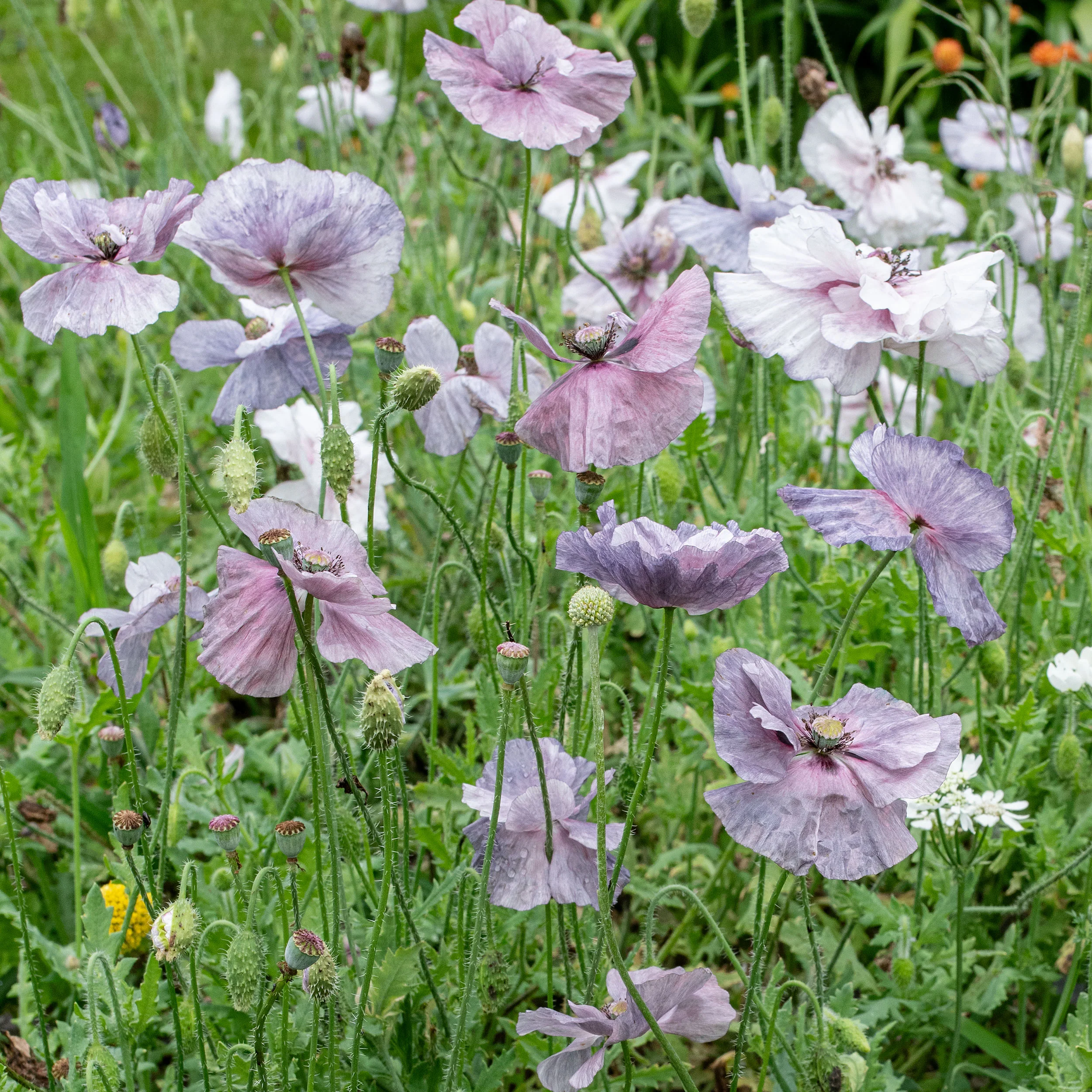 Poppy - Shirley 'Amazing Grey' - Image 2