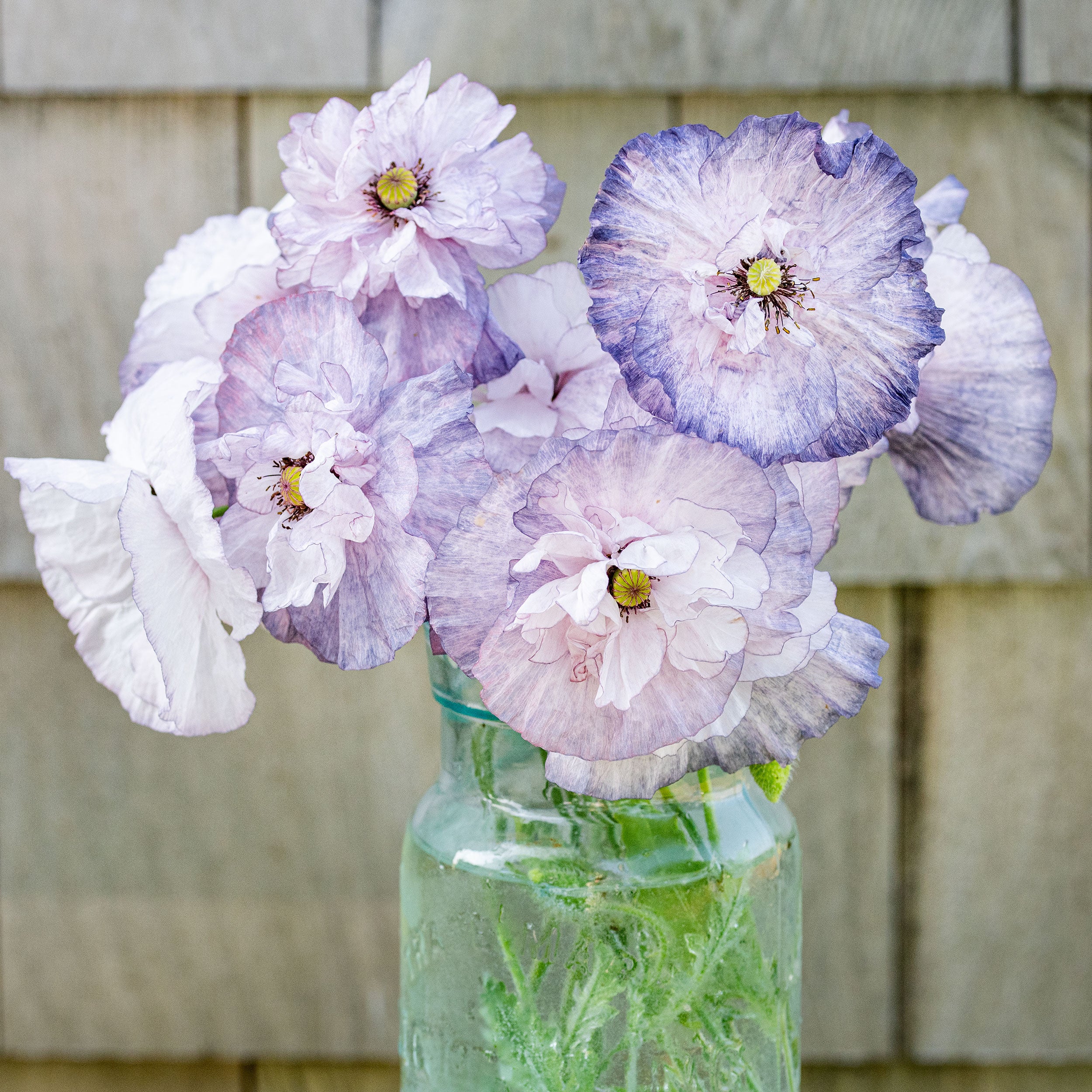 Poppy - Shirley 'Amazing Grey' - Image 3