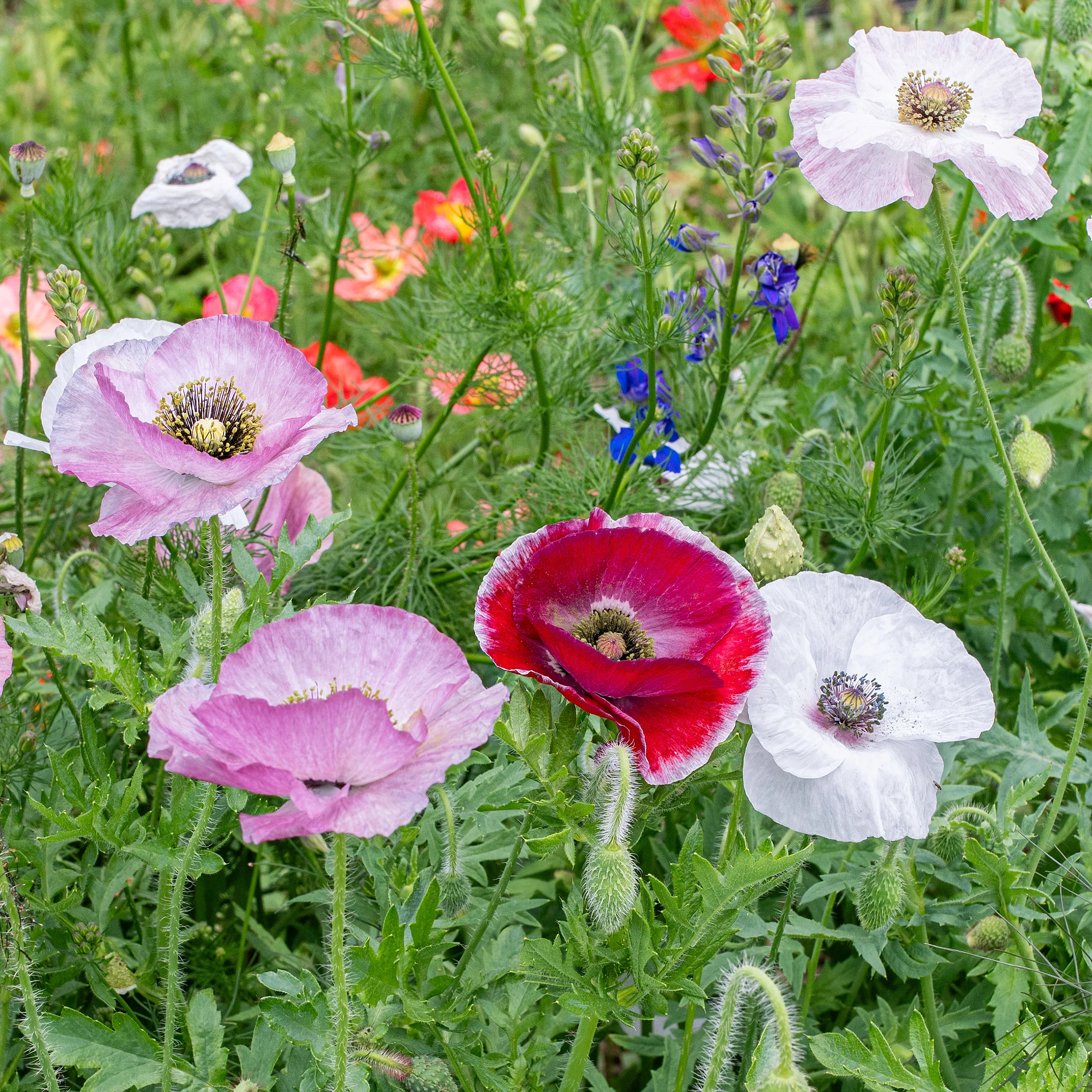 Poppy - Shirley 'Mother of Pearl' - Image 2