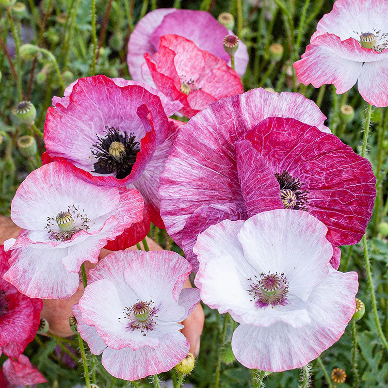 Poppy - Shirley 'Mother of Pearl' - Image 3