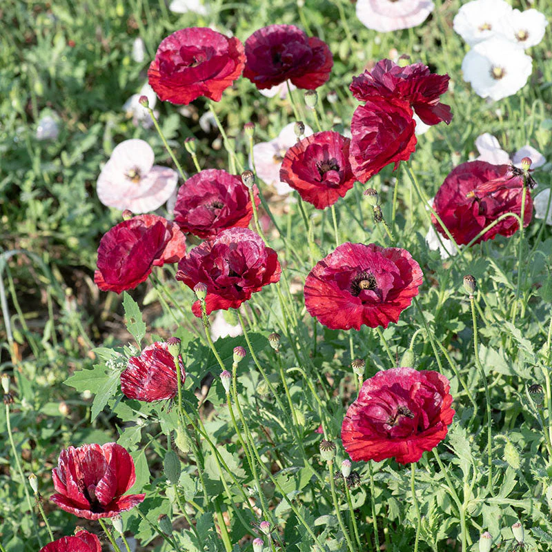 Poppy - Shirley 'Pandora' - Image 2