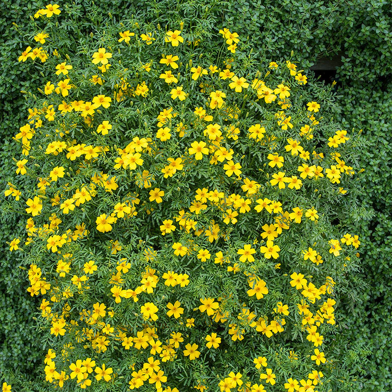 Marigold - Signet 'Lemon Gem' - Image 2