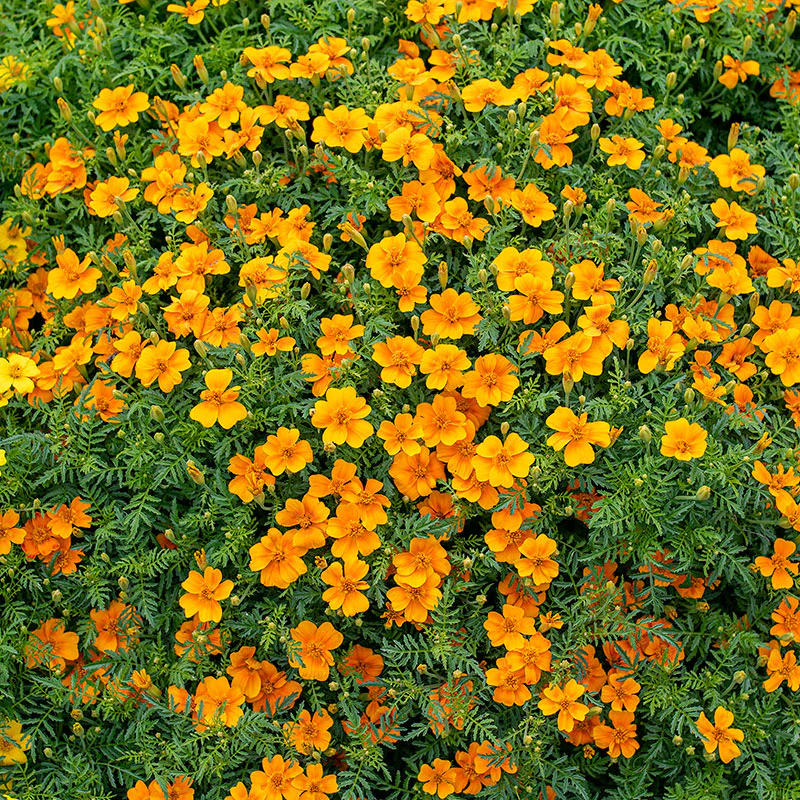 Marigold - Signet 'Tangerine Gem' - Image 2