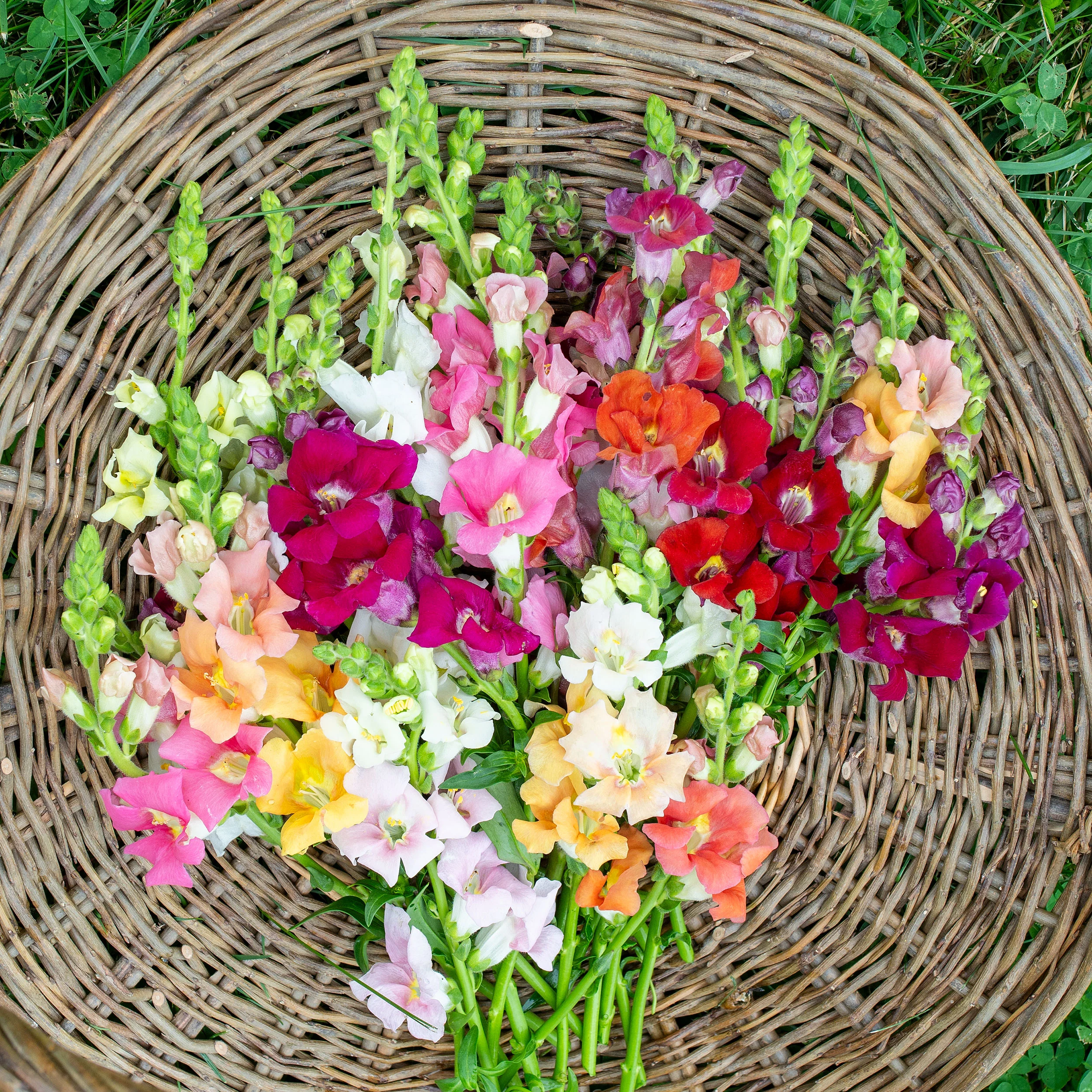 Snapdragon 'Chantilly Mix' - Image 2