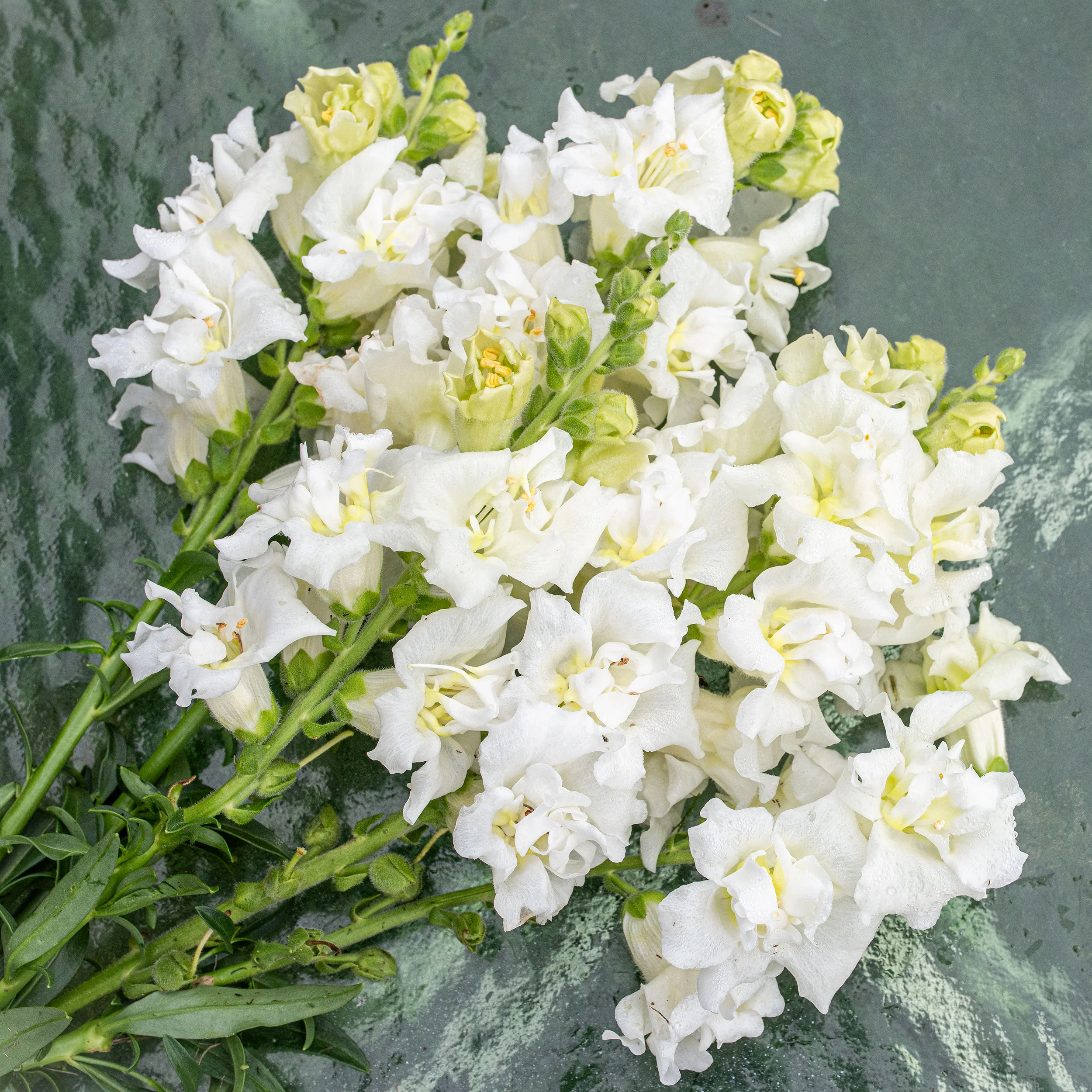Snapdragon Madame Butterfly™ 'Ivory' F1 - S2 - Image 2