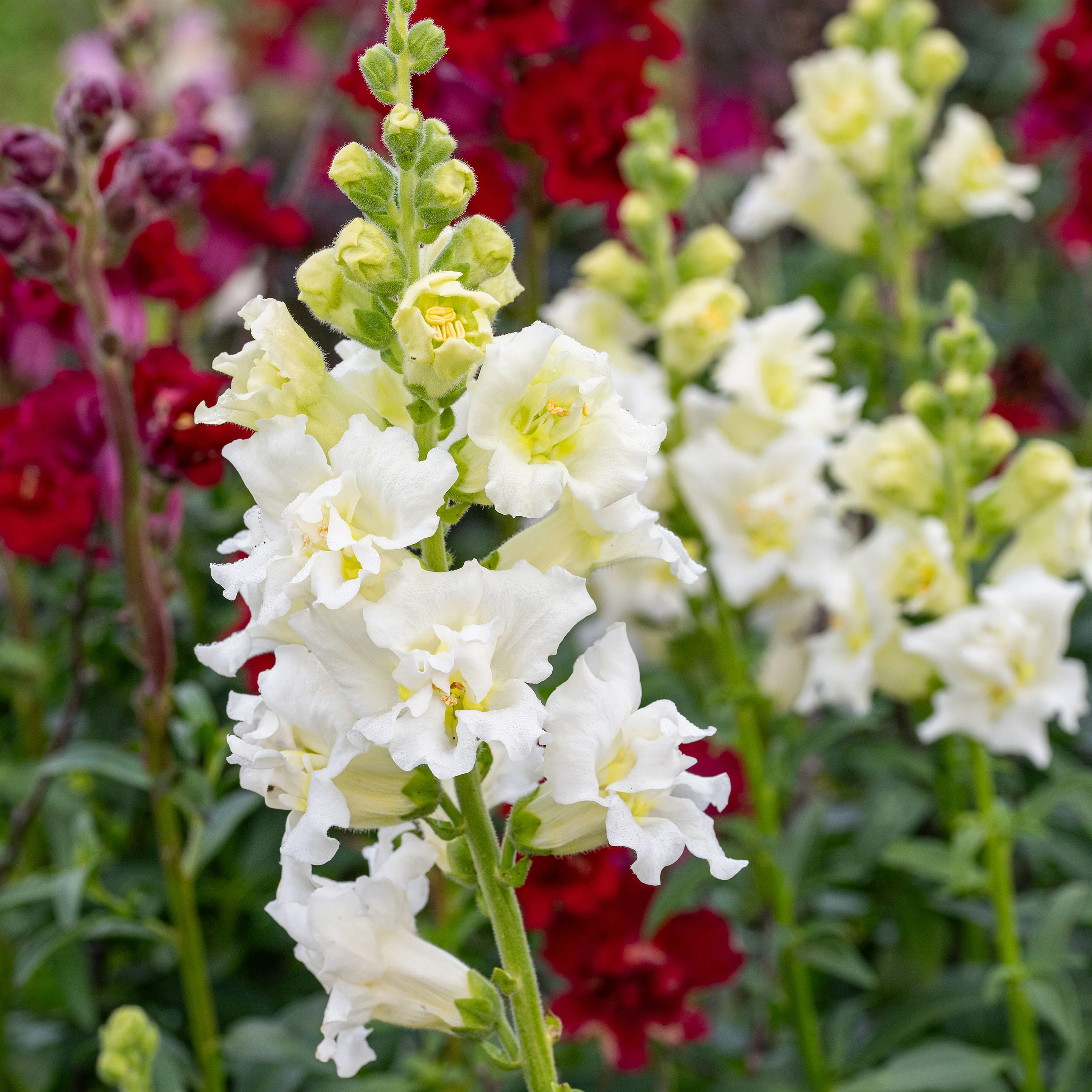 Snapdragon Madame Butterfly™ 'Ivory' F1 - Image 2