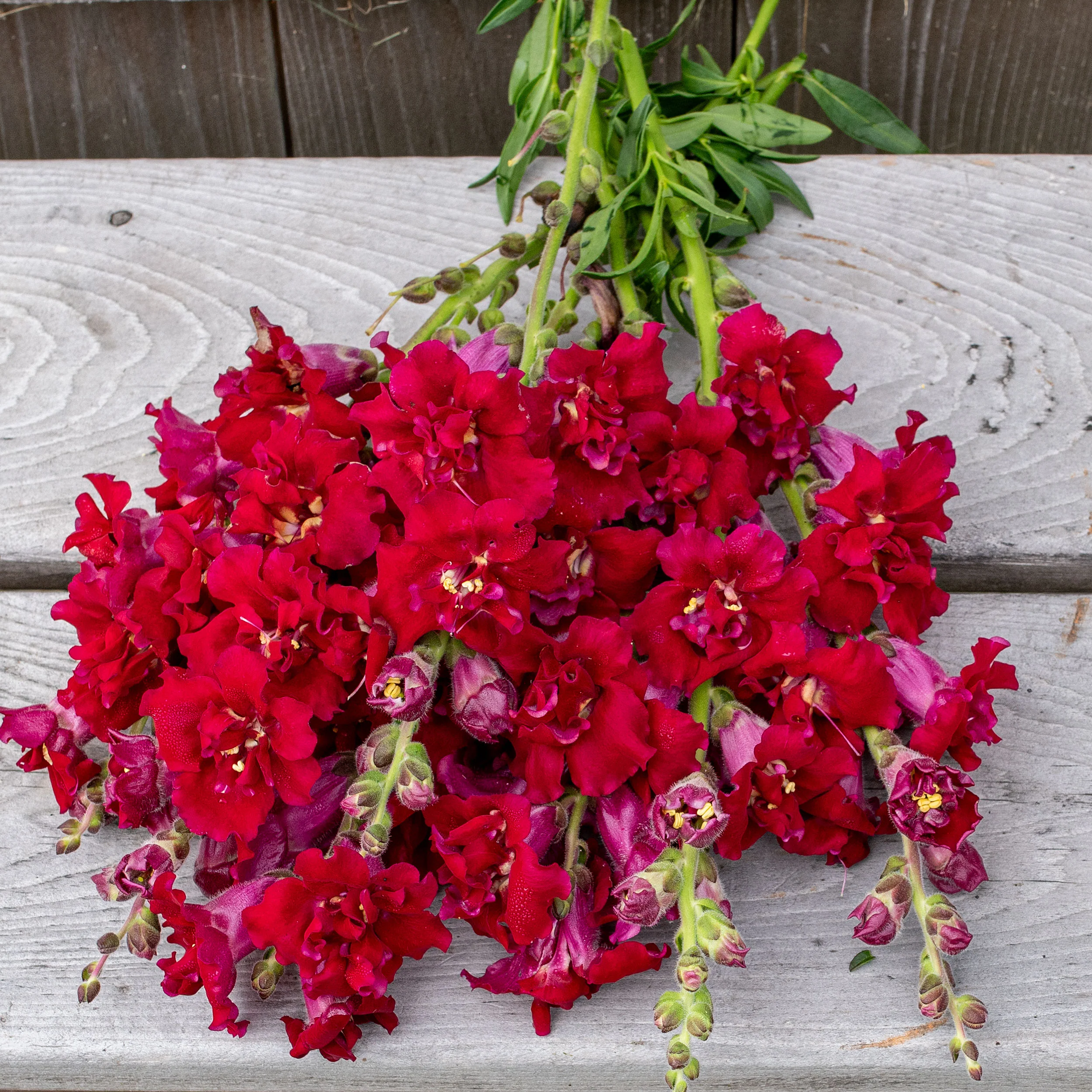Snapdragon 'Madame Butterfly™ Red' F1 - Image 2