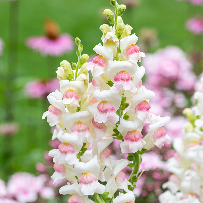 Snapdragon 'Potomac® Appleblossom' F1 - S2 - Image 4