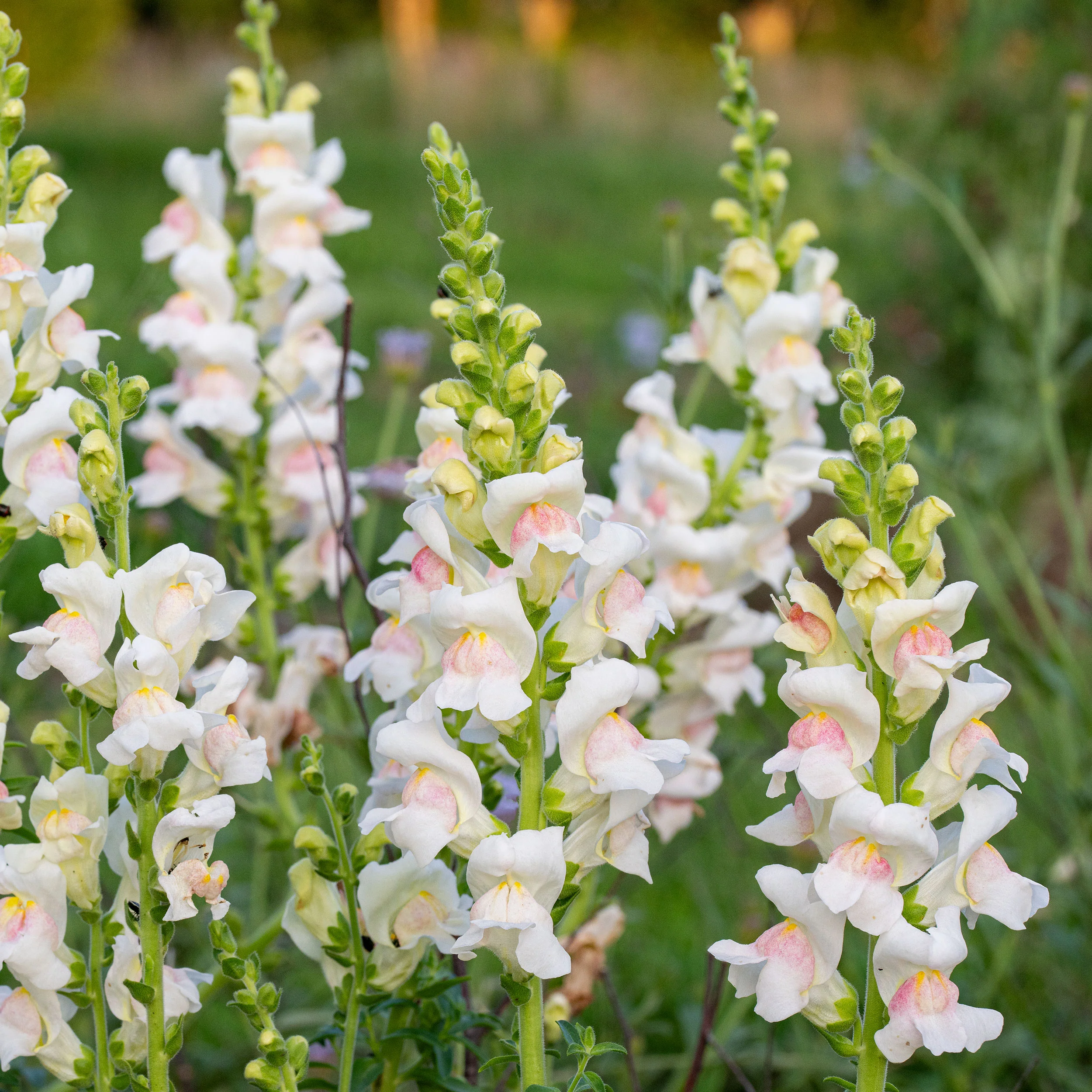 Snapdragon 'Potomac® Appleblossom' F1 - Image 3