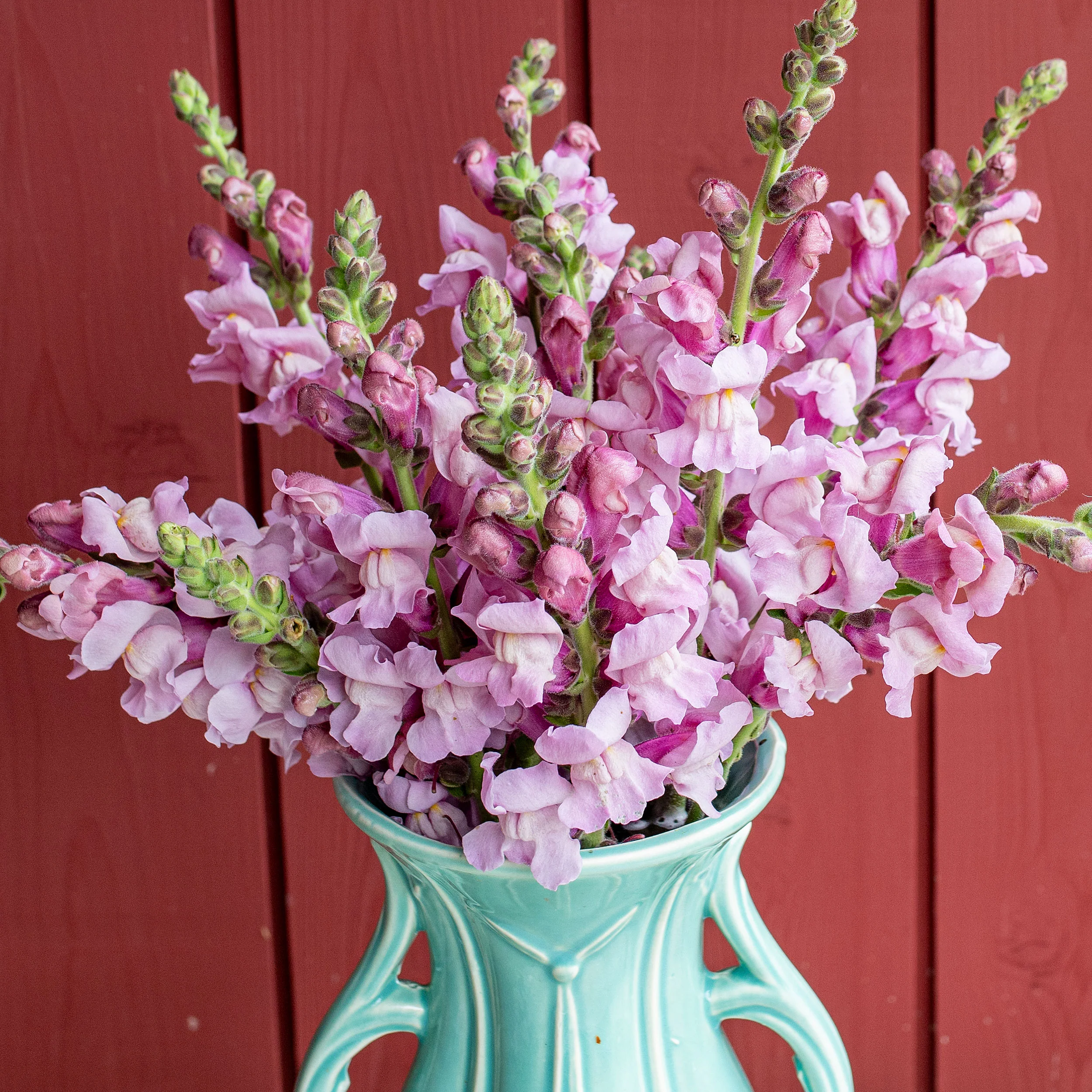 Snapdragon 'Potomac® Lavender' F1 - S2 - Image 2