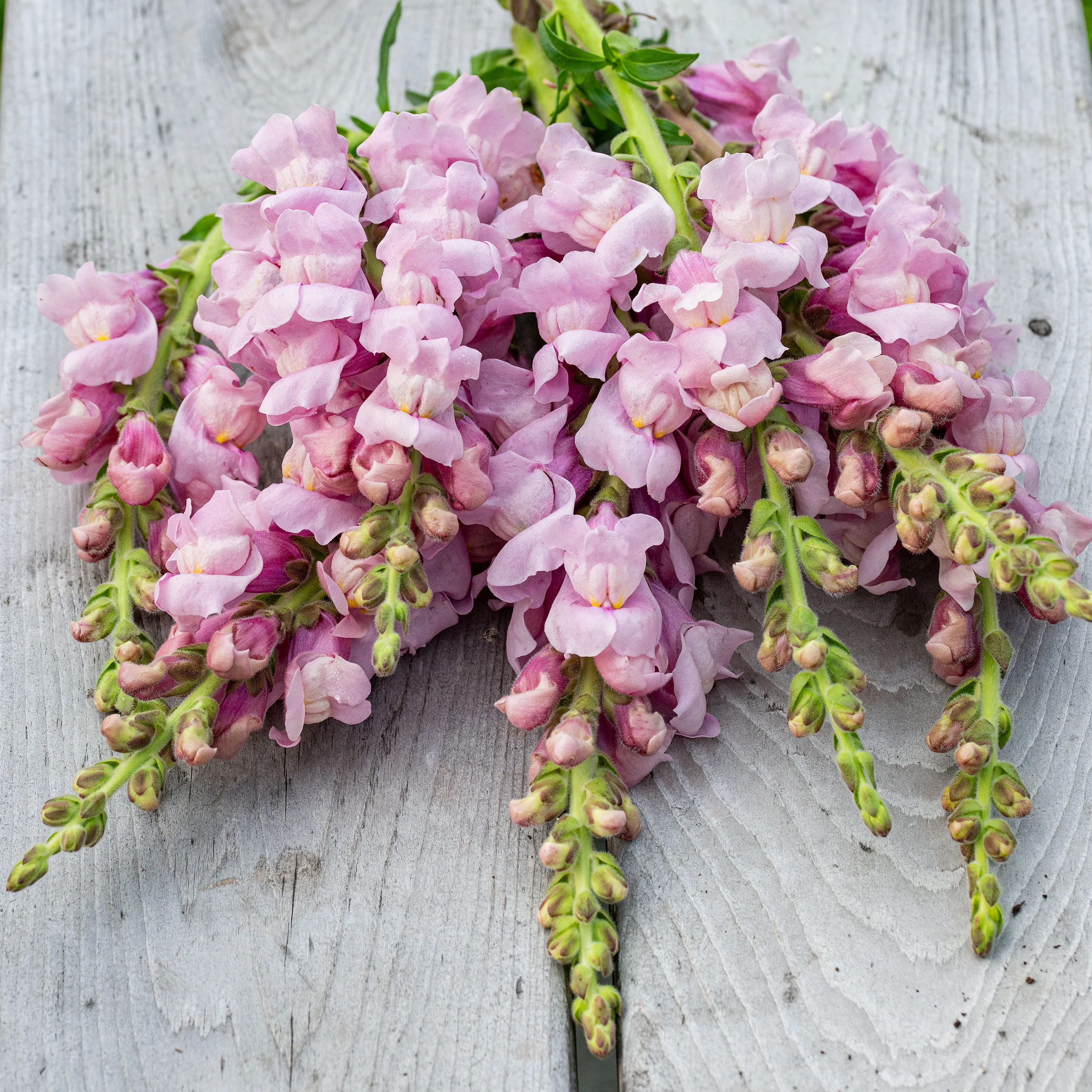 Snapdragon 'Potomac® Lavender' F1 - Image 2