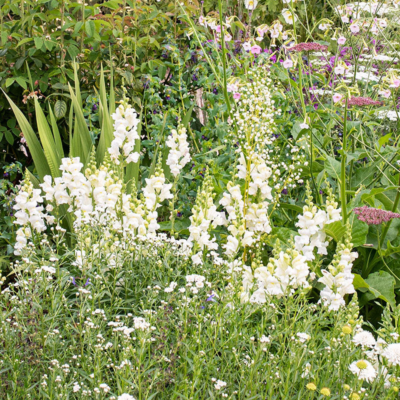 Snapdragon 'Royal Bride' - Image 3