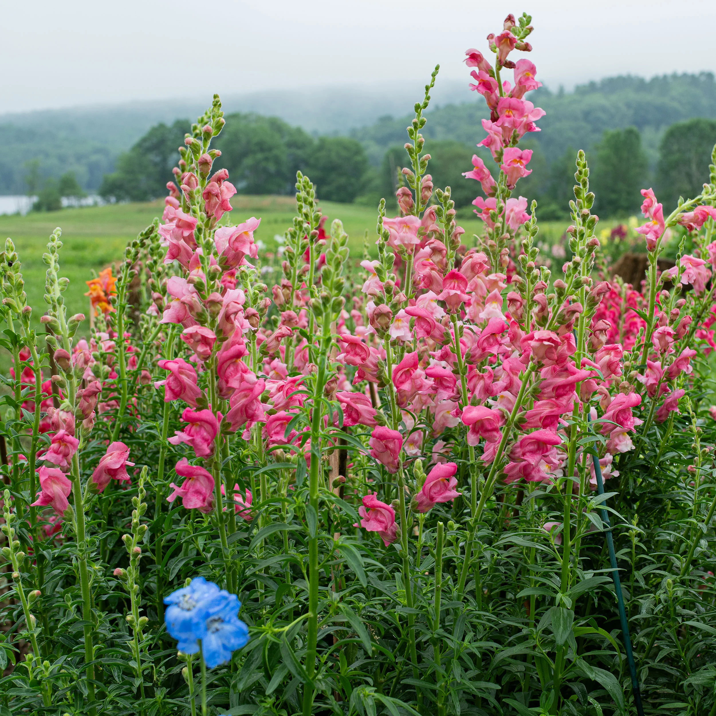 Snapdragon 'The Rose' - Image 2