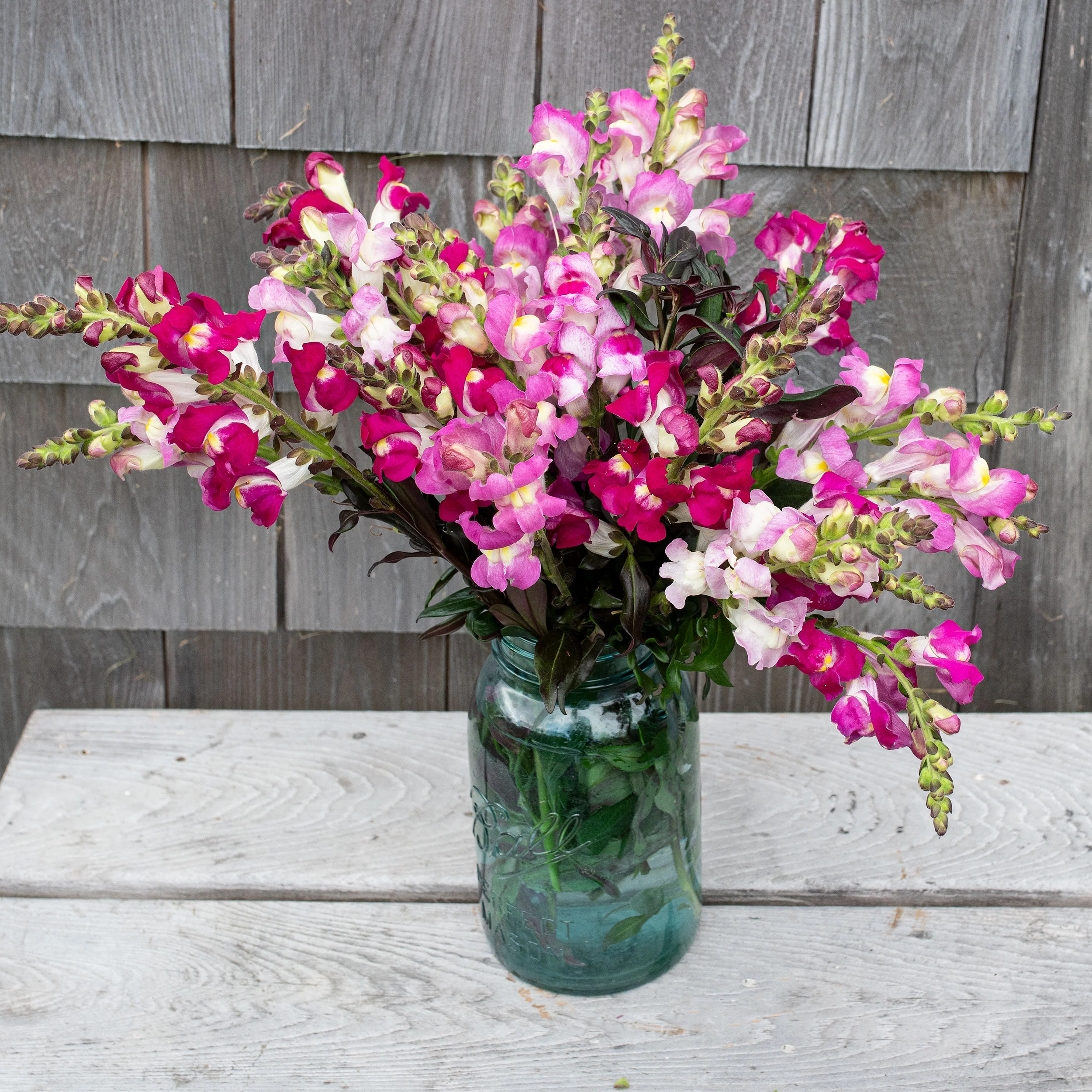 Snapdragon 'Twilight Mix' - Image 3
