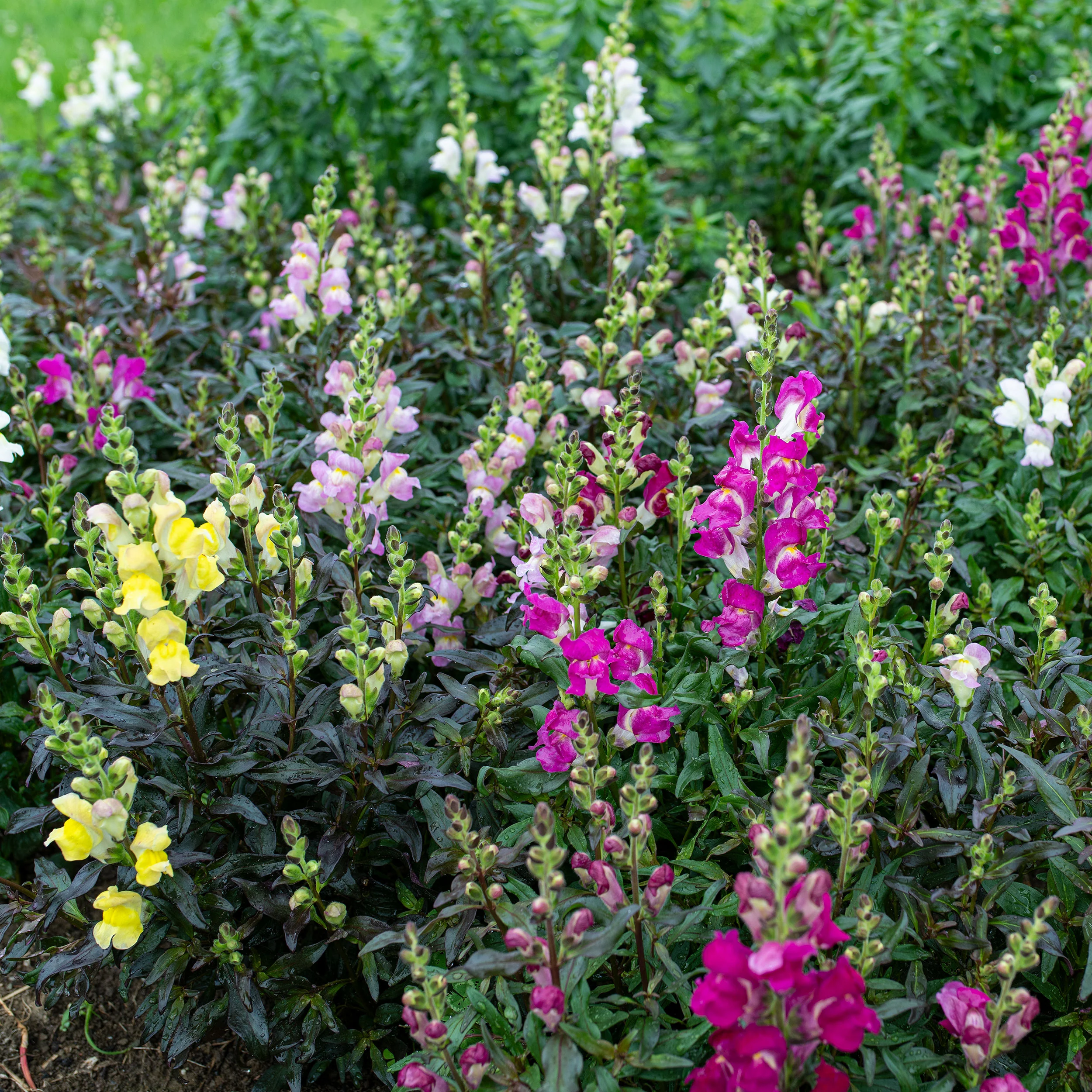 Snapdragon 'Twilight Mix' - Image 4