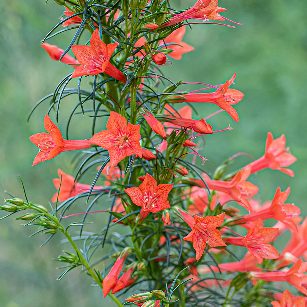 Standing Cypress - Image 2