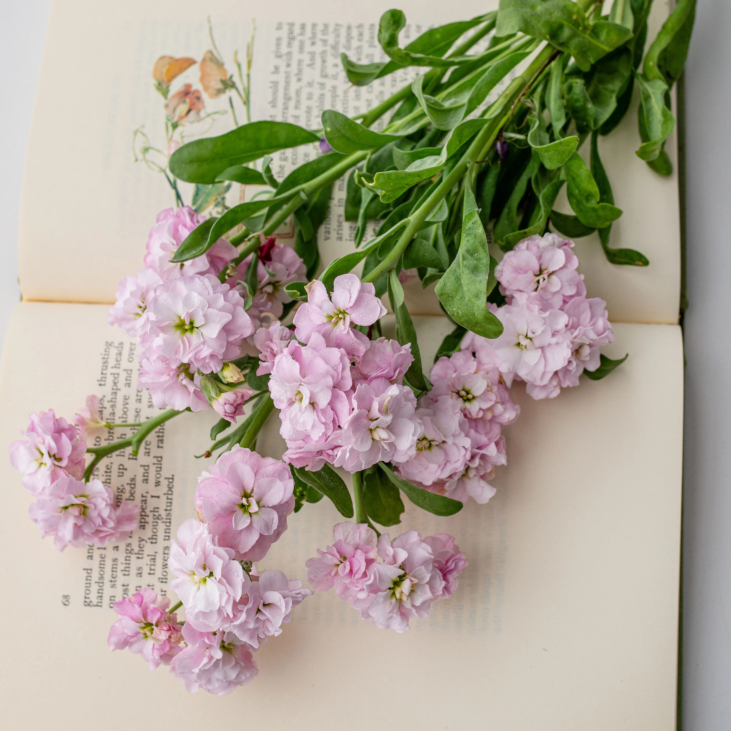 Stock 'High Quartet Cherry'