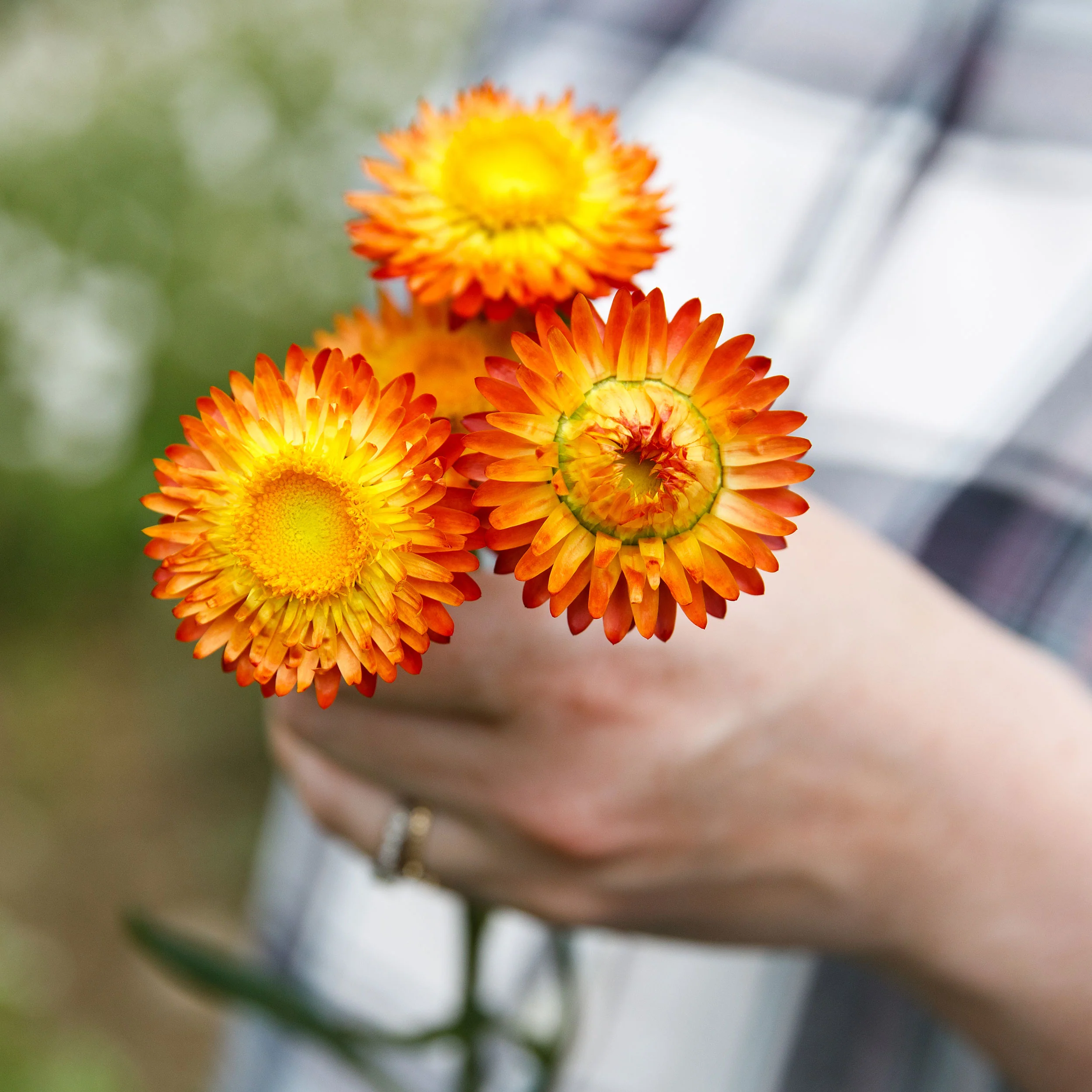Strawflower 'King Size Orange' - Image 2