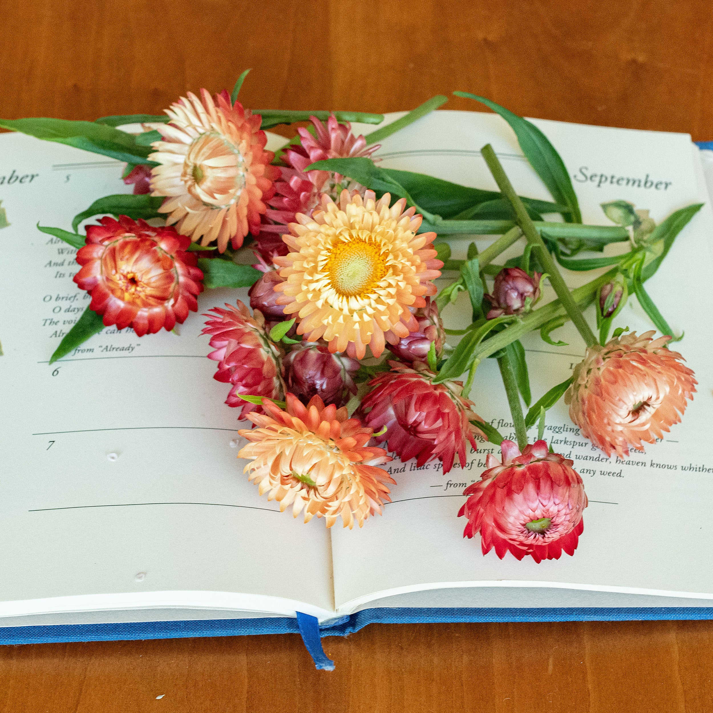 Strawflower 'King Size Salmon' - Image 2