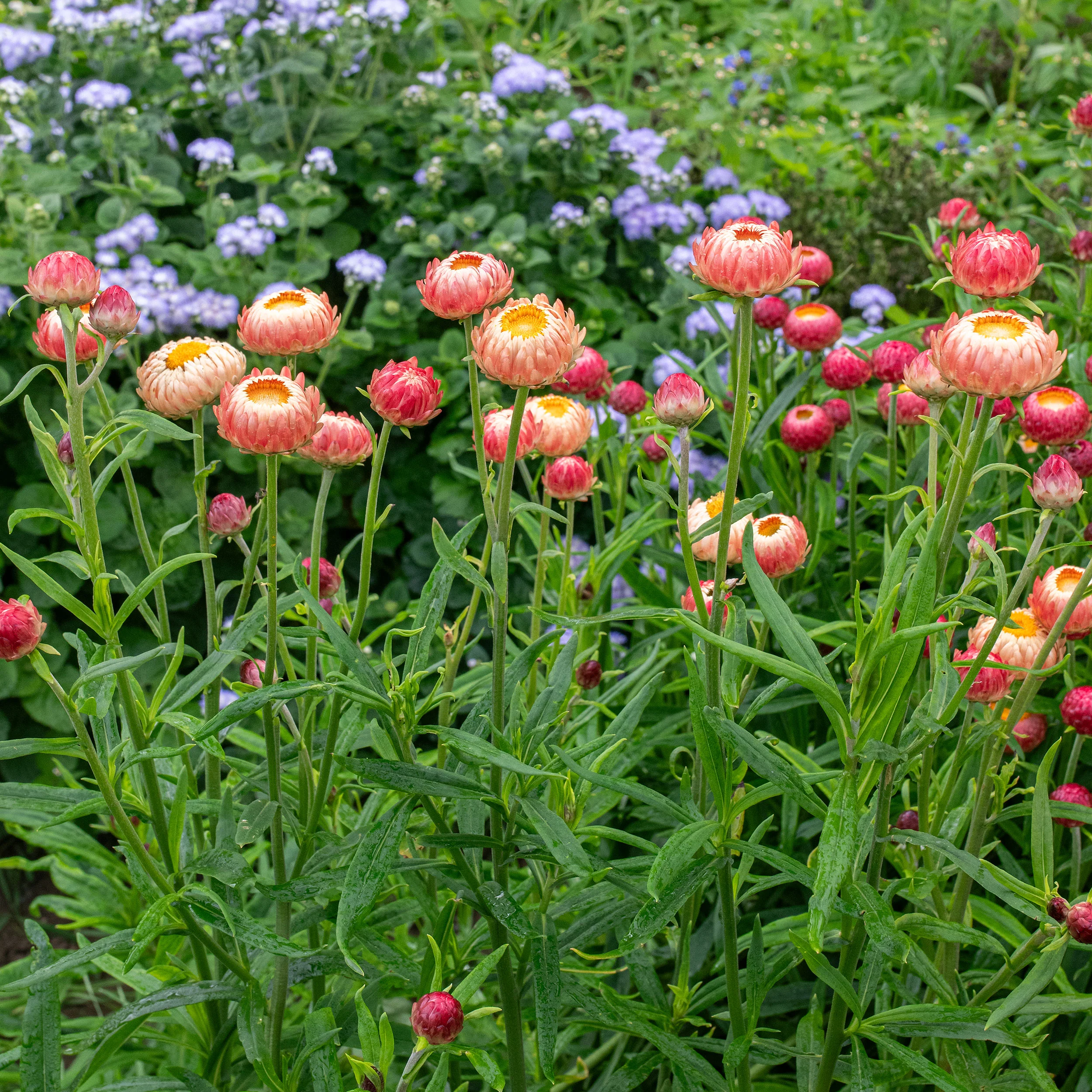 Strawflower 'King Size Salmon' - Image 3