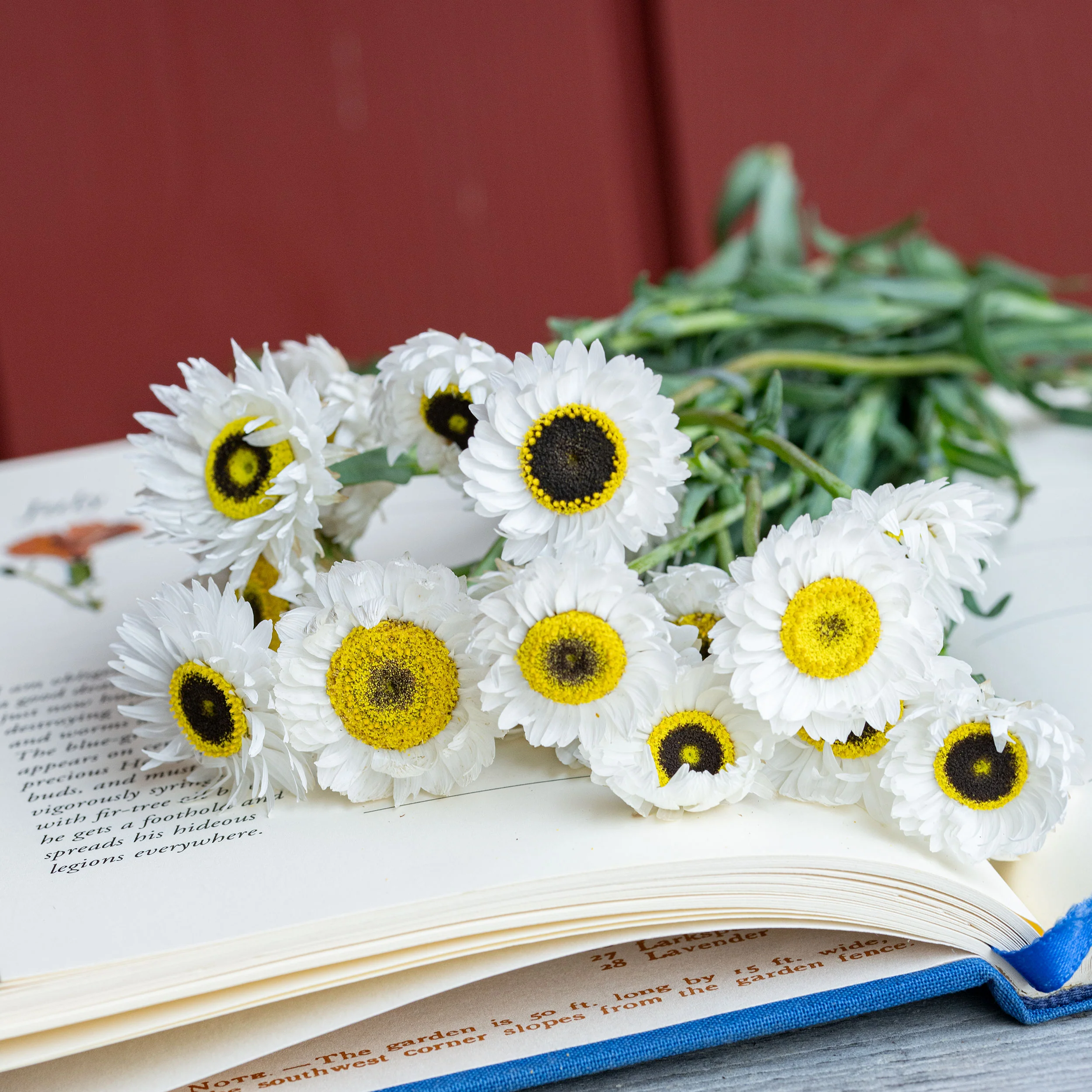 Strawflower 'Pierrot White' - Image 2
