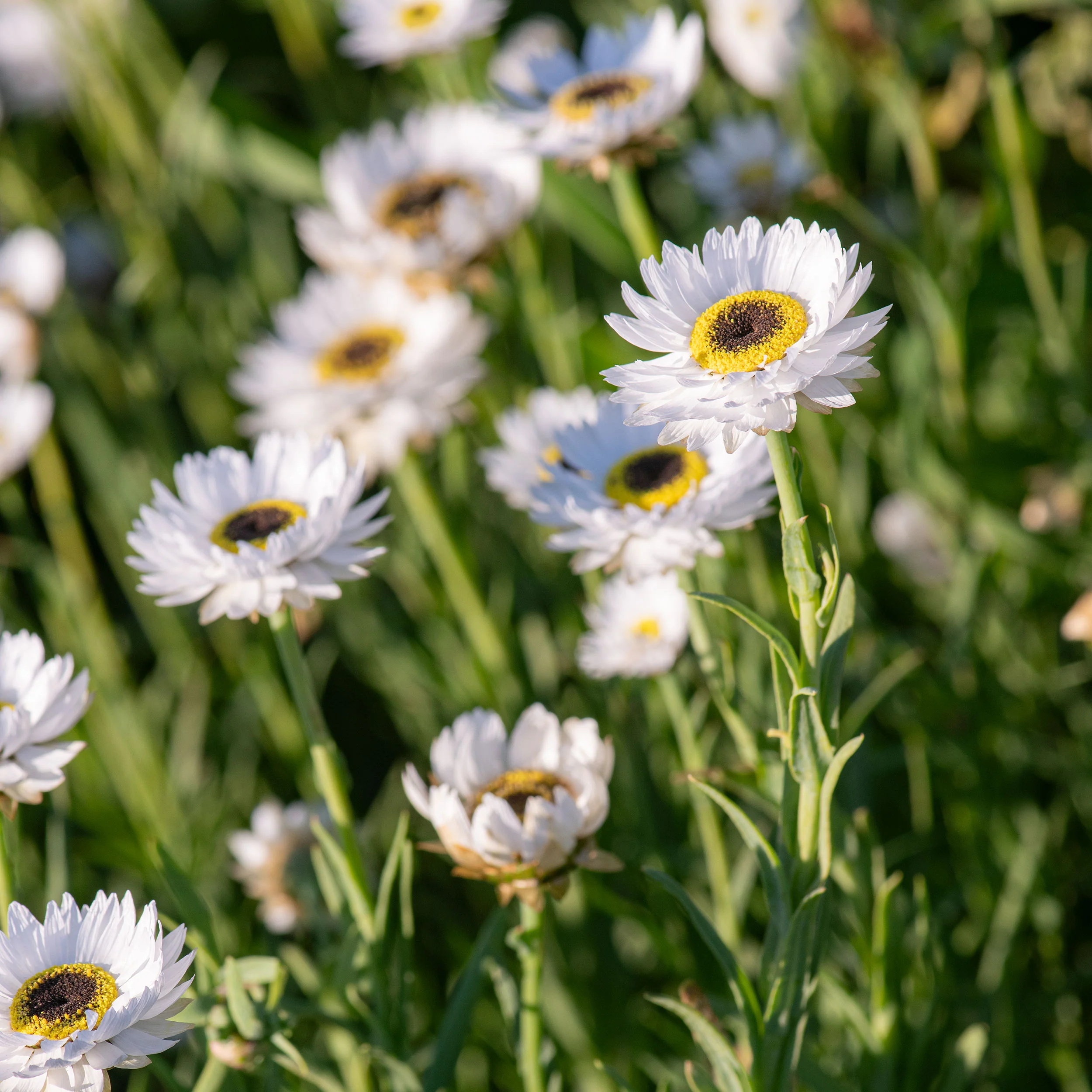 Strawflower 'Pierrot White' - Image 3