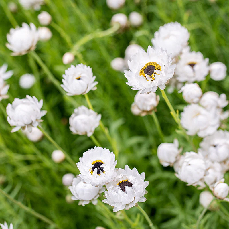 Strawflower 'Pierrot White' - Image 4