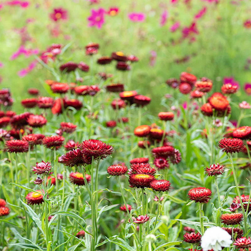 Strawflower 'King Size Red' - Image 2