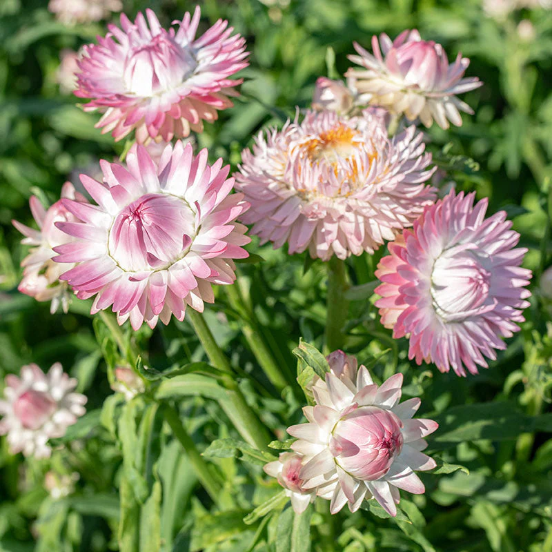 Strawflower 'Silvery Rose' - Image 2