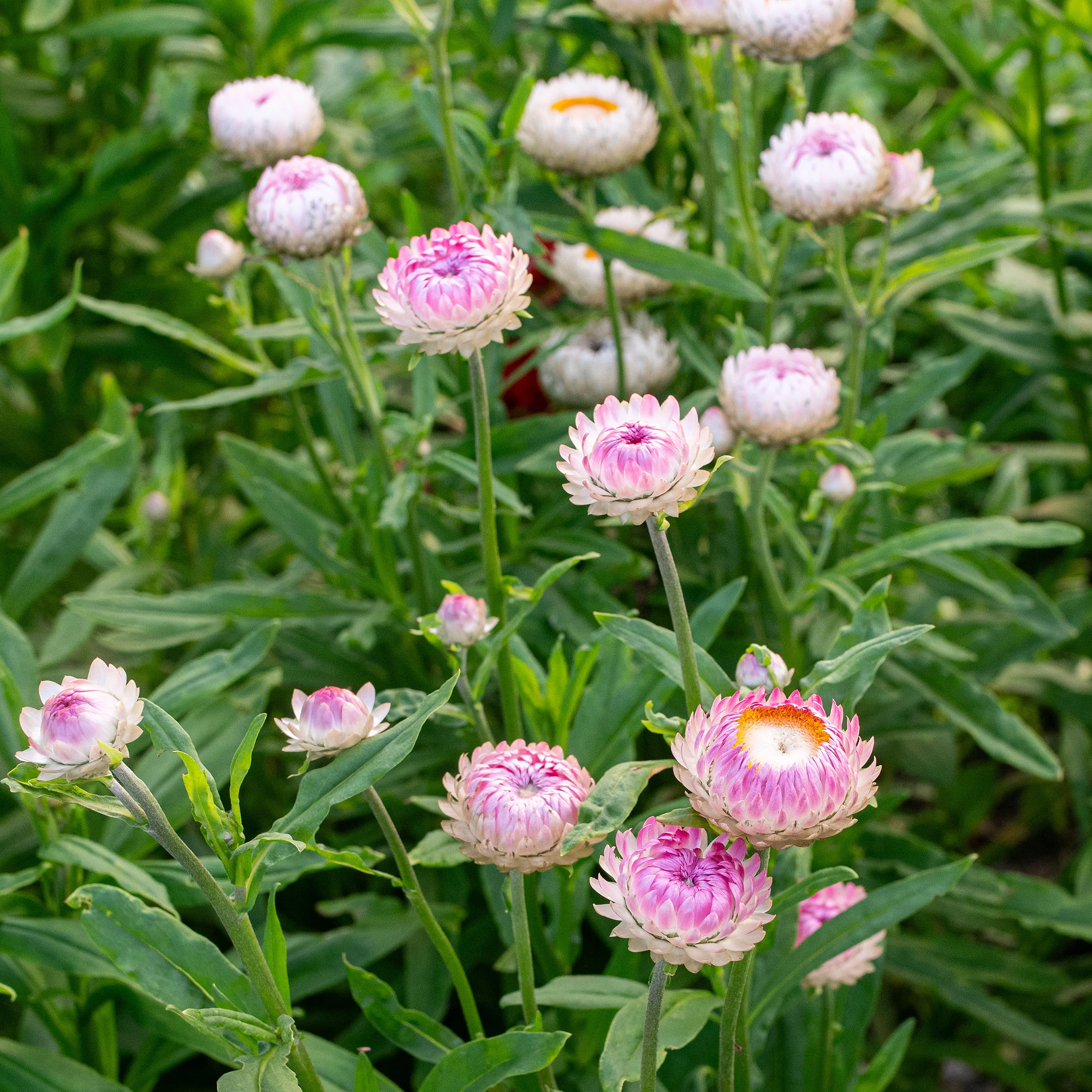 Strawflower 'Silvery Rose' - Image 3