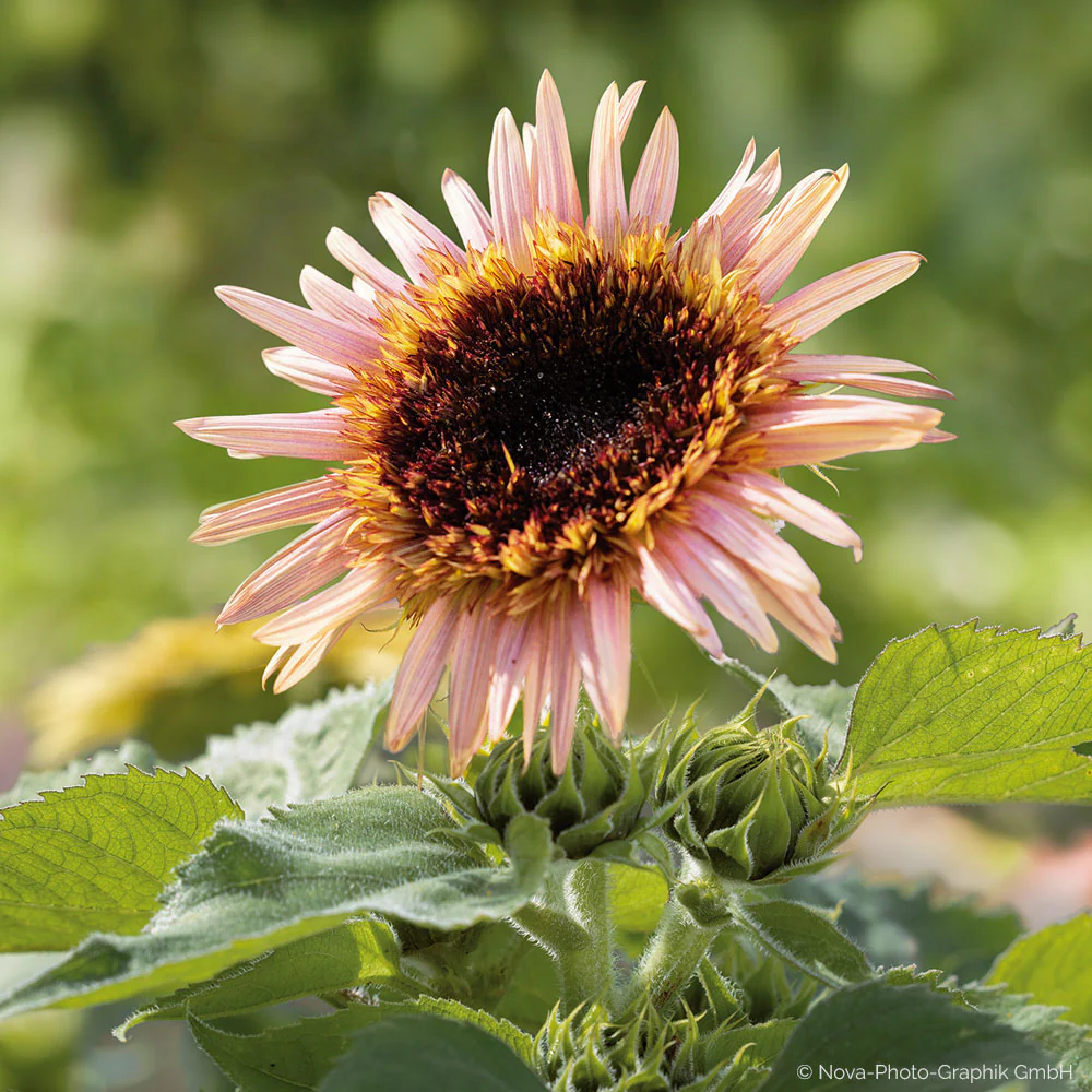 Sunflower 'Astra Rose' - Image 3
