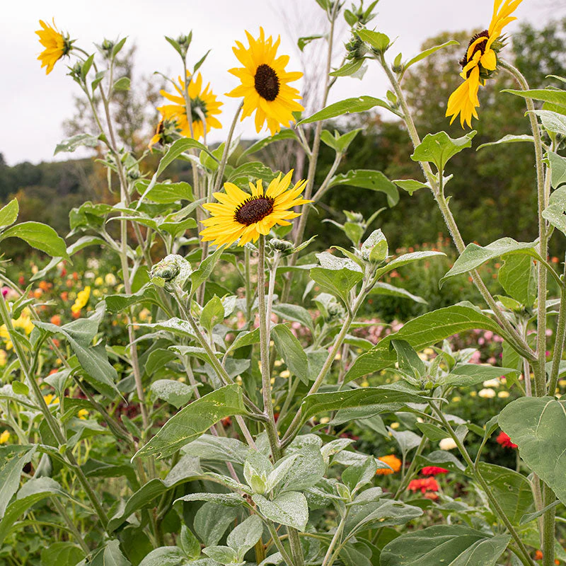 Sunflower 'Gold & Silver' - Image 2