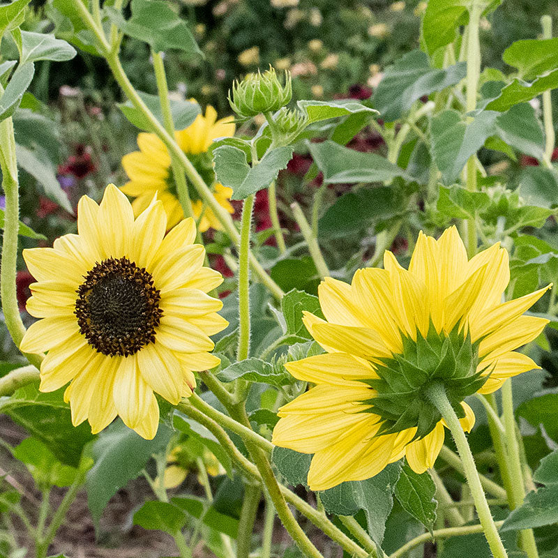 Sunflower 'Soluna Lemon' - Image 2