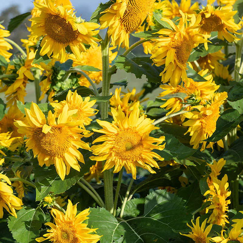Sunflower 'Starburst™ Greenburst' F1 - Image 2