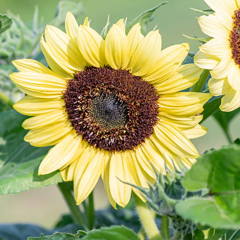 Sunflower 'Valentine' - Image 2