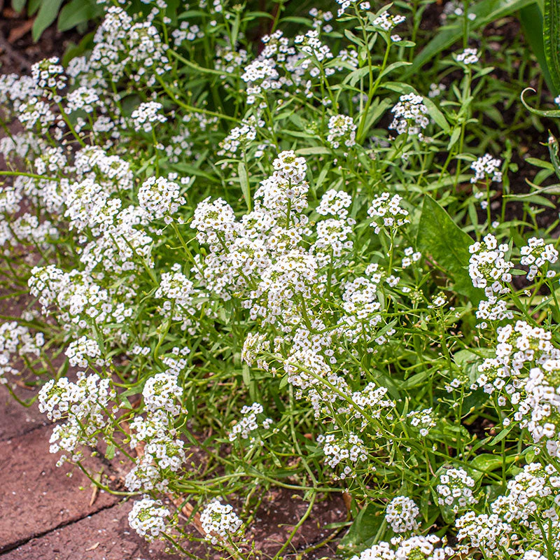Sweet Alyssum 'Benthamii' - Image 2