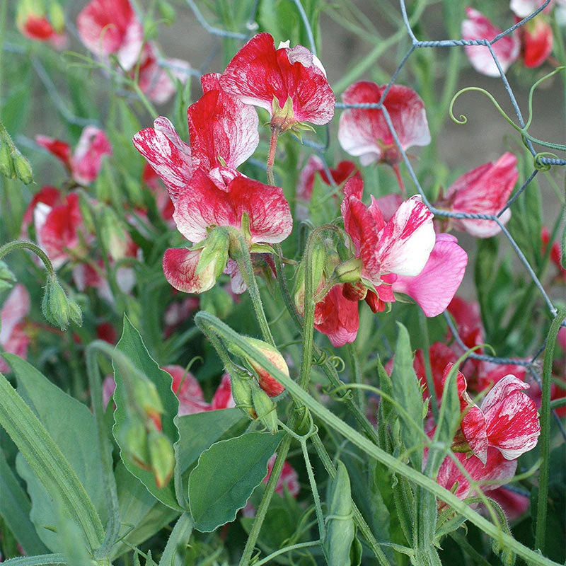 Sweet Pea 'America' - Image 3