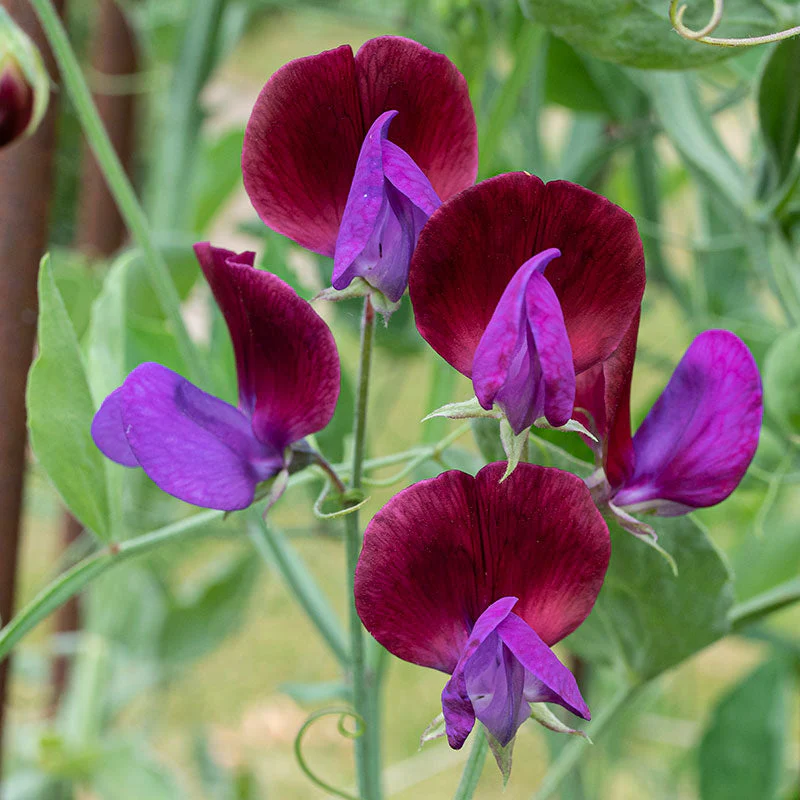 Sweet Pea 'Cupani's Original' - Image 3