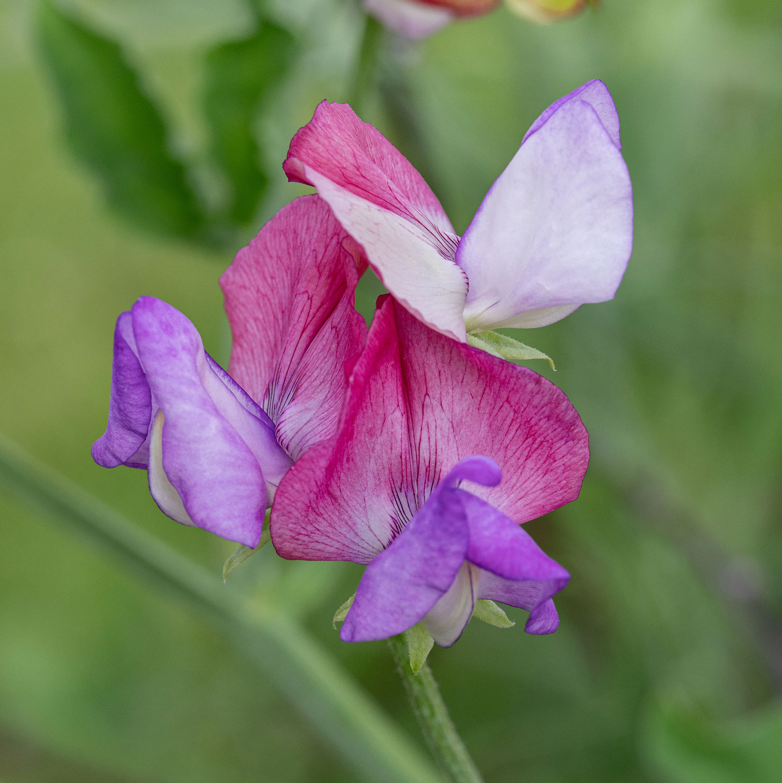 Sweet Pea 'Fire and Ice' Organic - Image 2