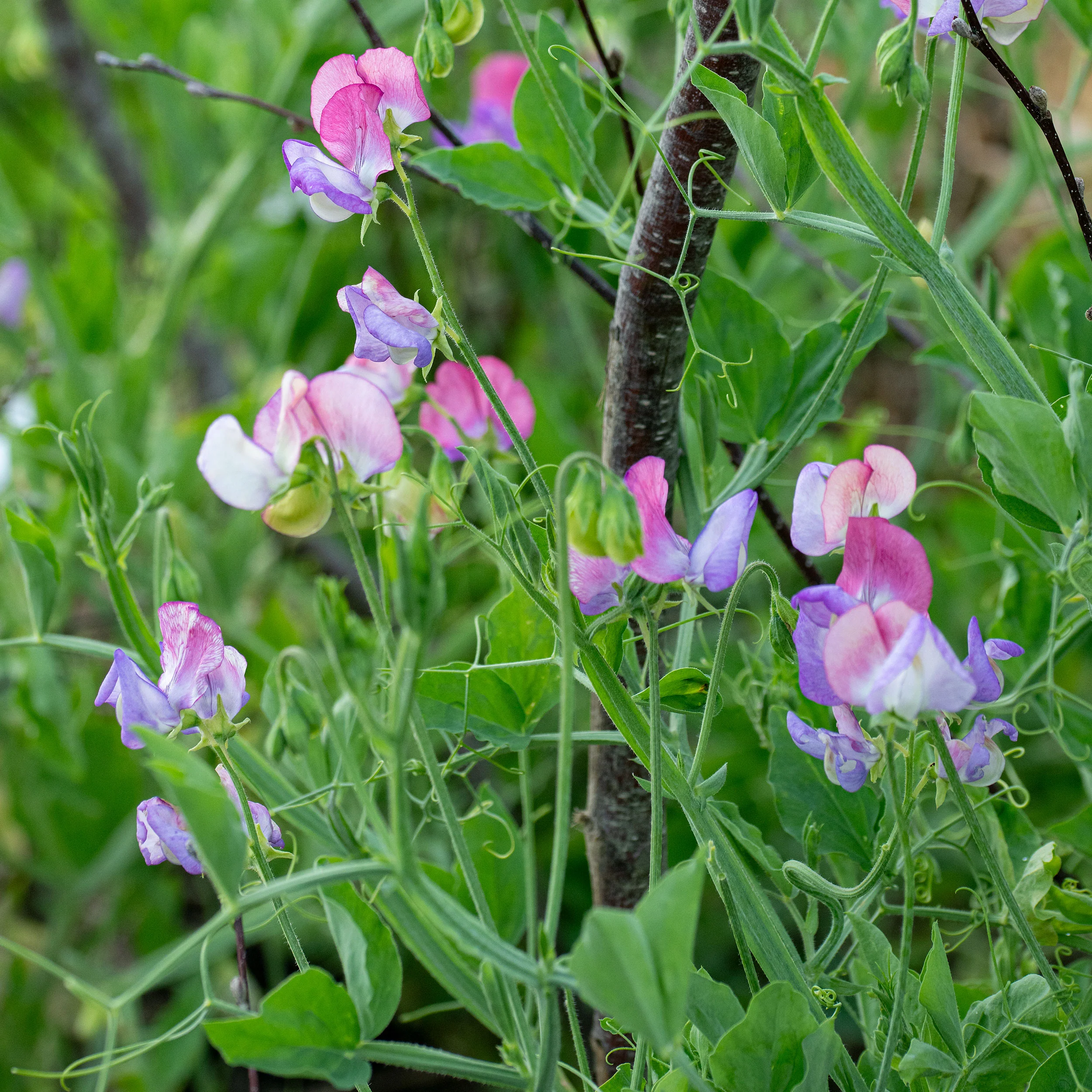 Sweet Pea 'Fire and Ice' Organic - Image 3
